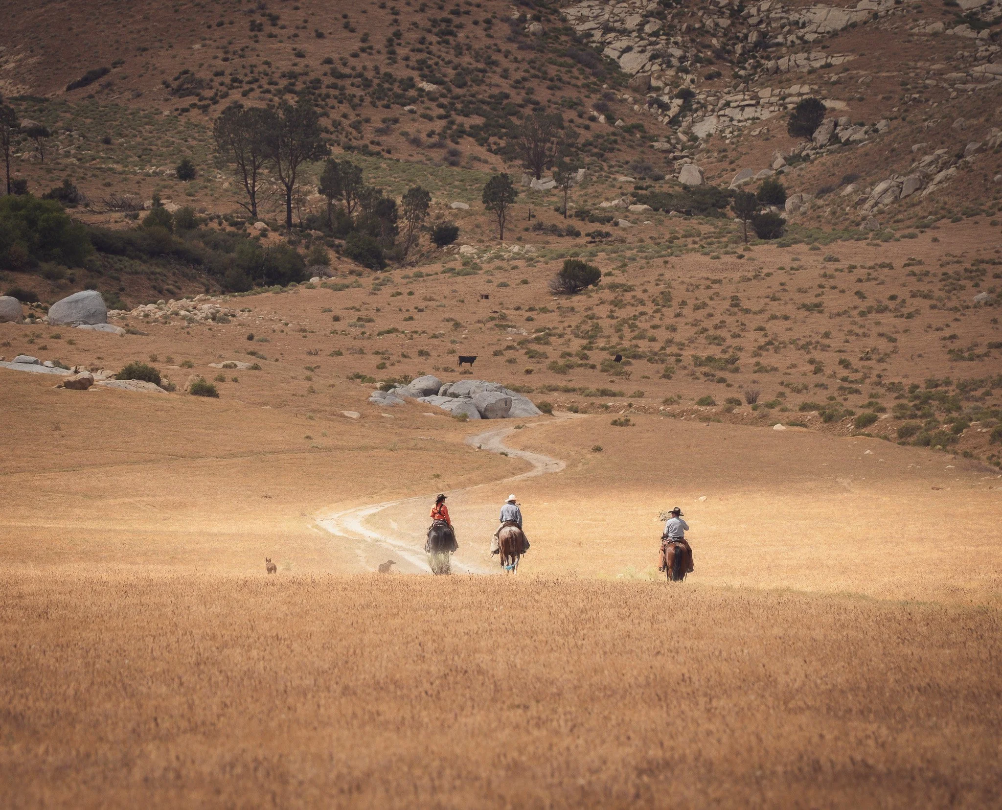 Golden Riders
