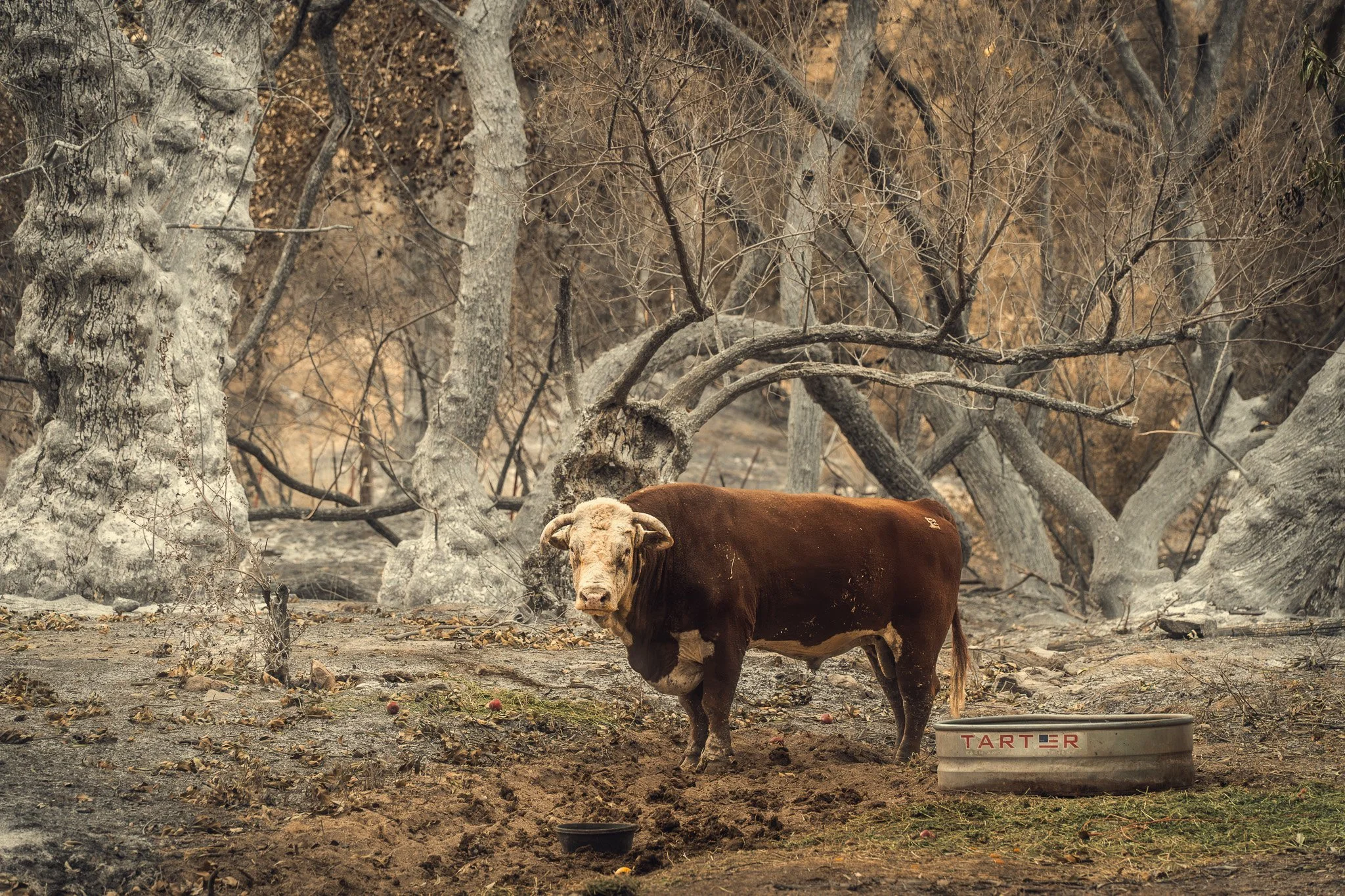 Curly and the Borel Fire