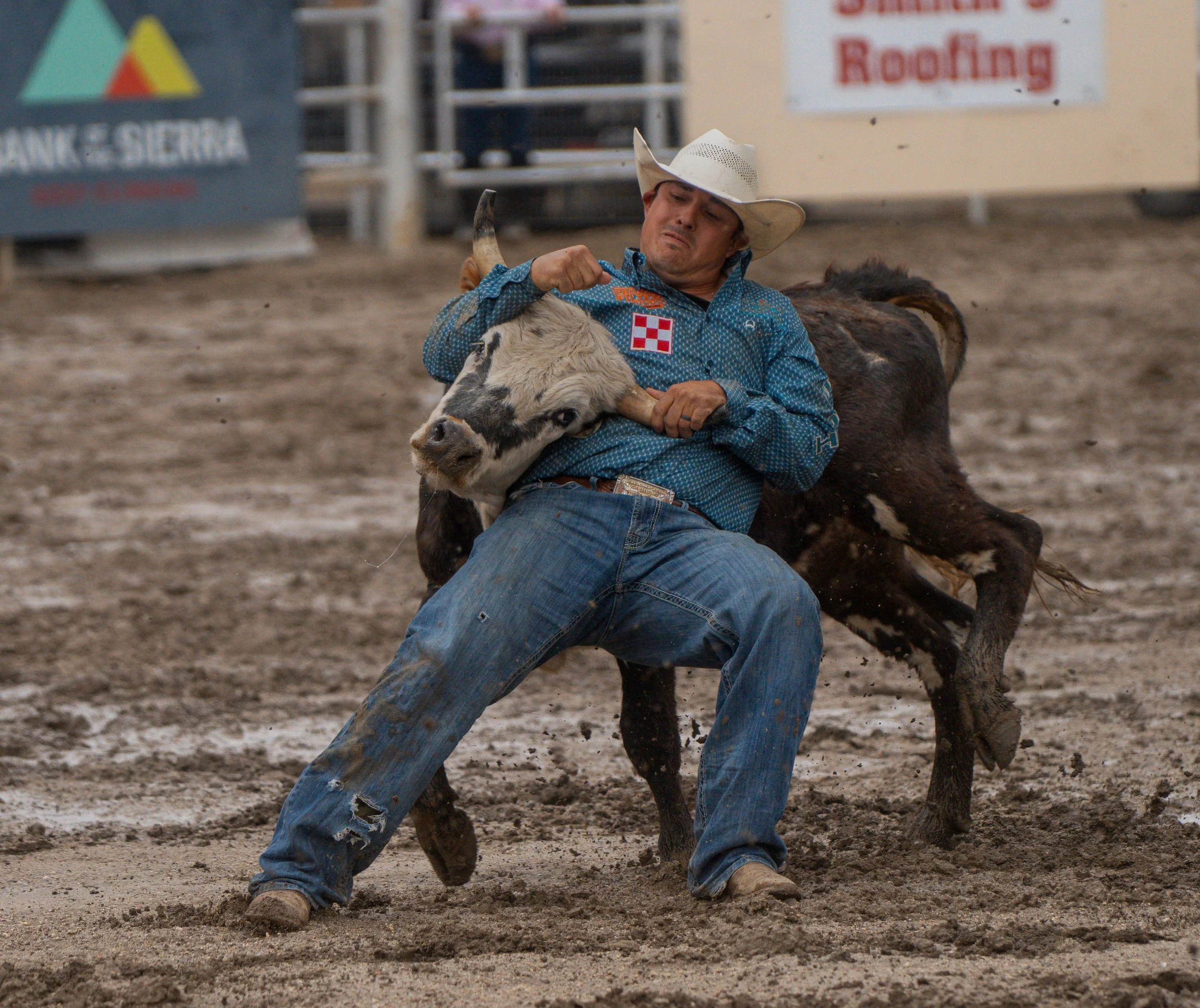 A man wearing a white cowboy hat, a blue patterned shirt with patches, and jeans, is sitting on the ground and holding a calf's head at a rodeo event. The background includes a dirt arena with signs and barriers.