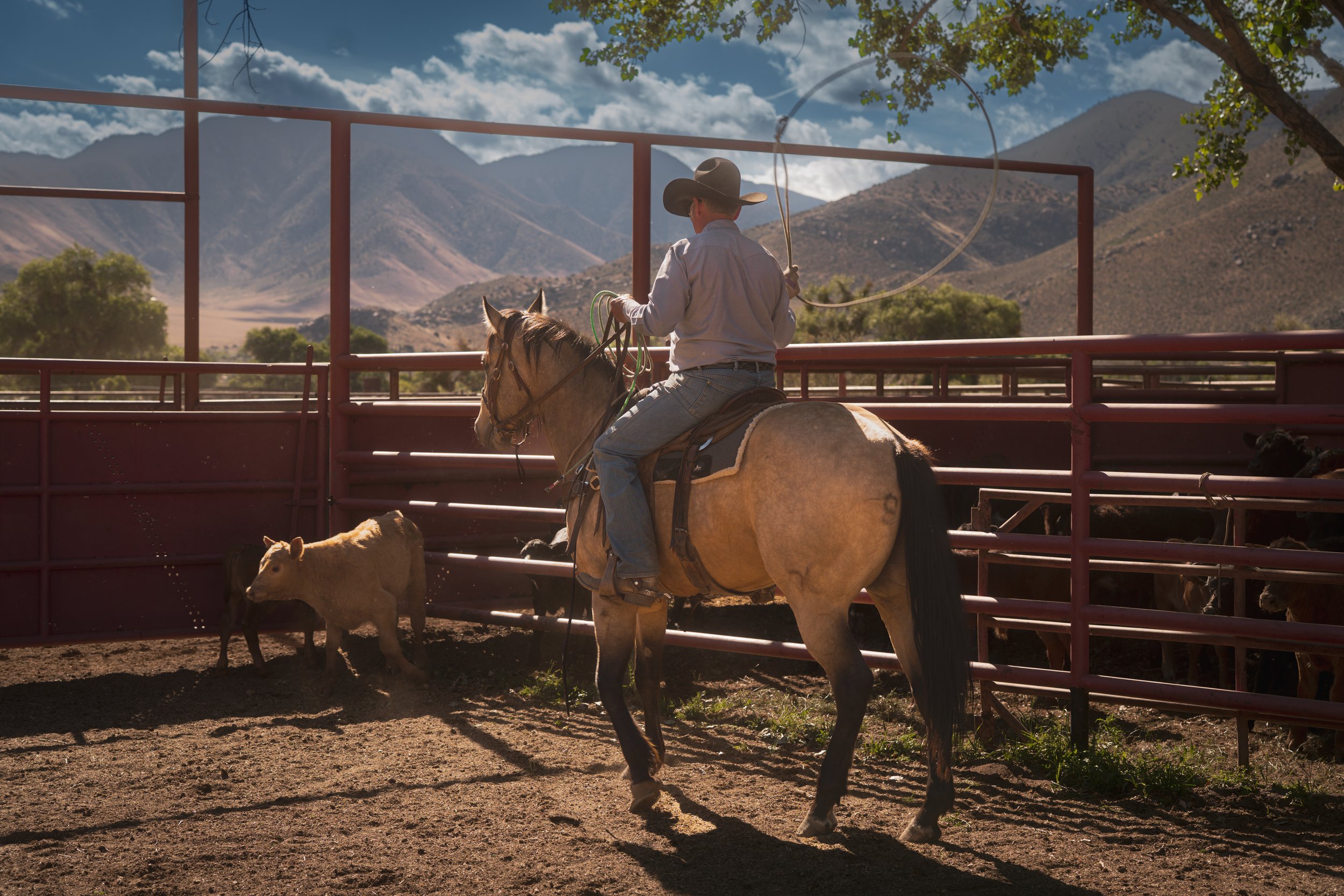 A cowboy riding a horse in a fenced corral with cattle, mountains, and partly cloudy sky in the background.