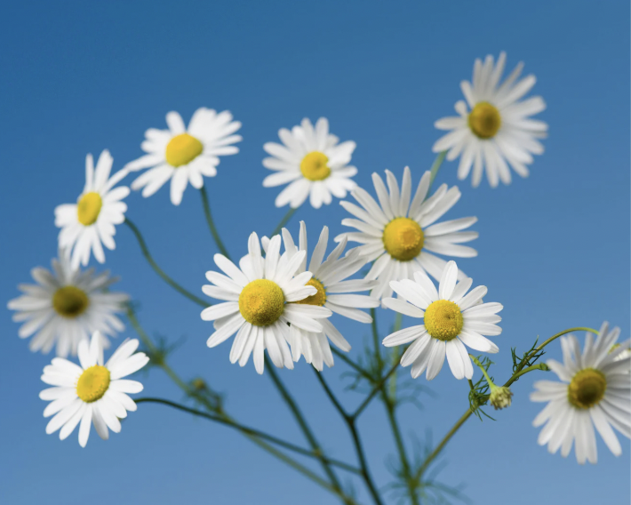 Daisies, Orchids, and the Art of Parenting Without Losing Your Mind