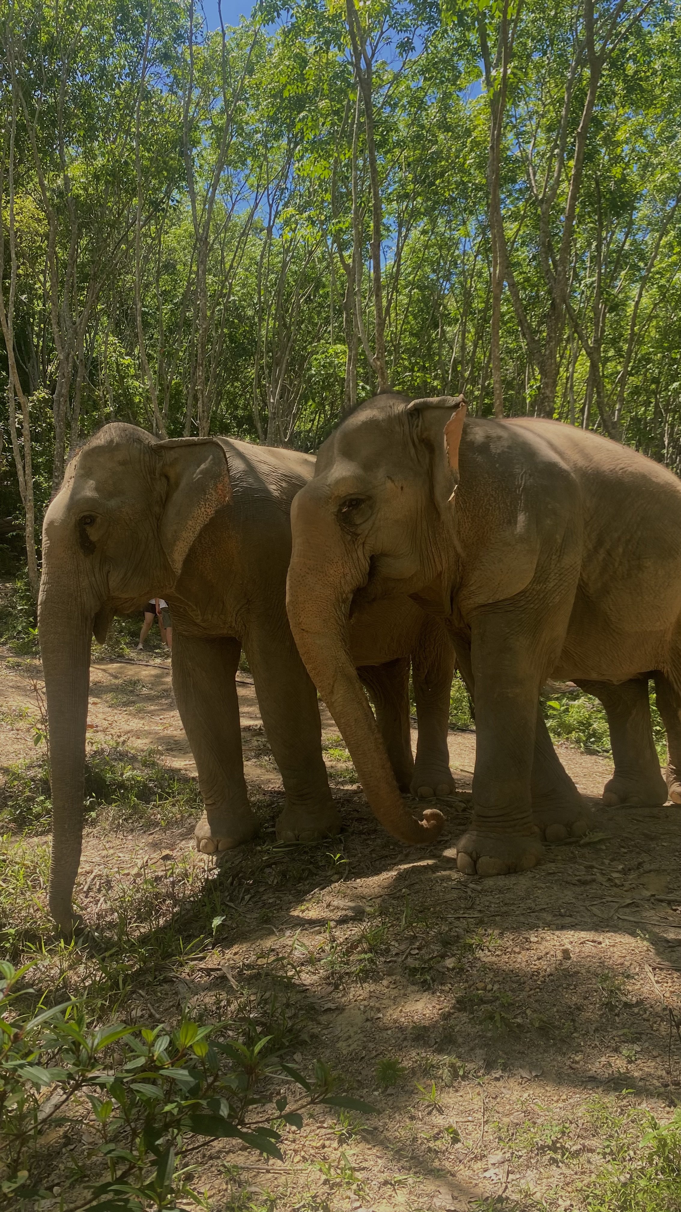 The Andaman Trio: Krabi, Koh Lanta And Koh PHi PHi