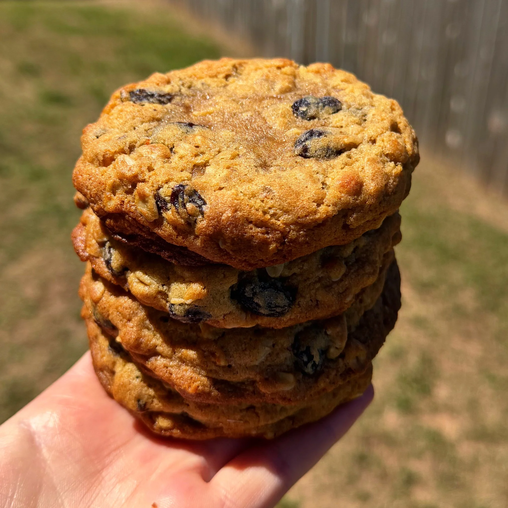 Collection | Oatmeal Raisin