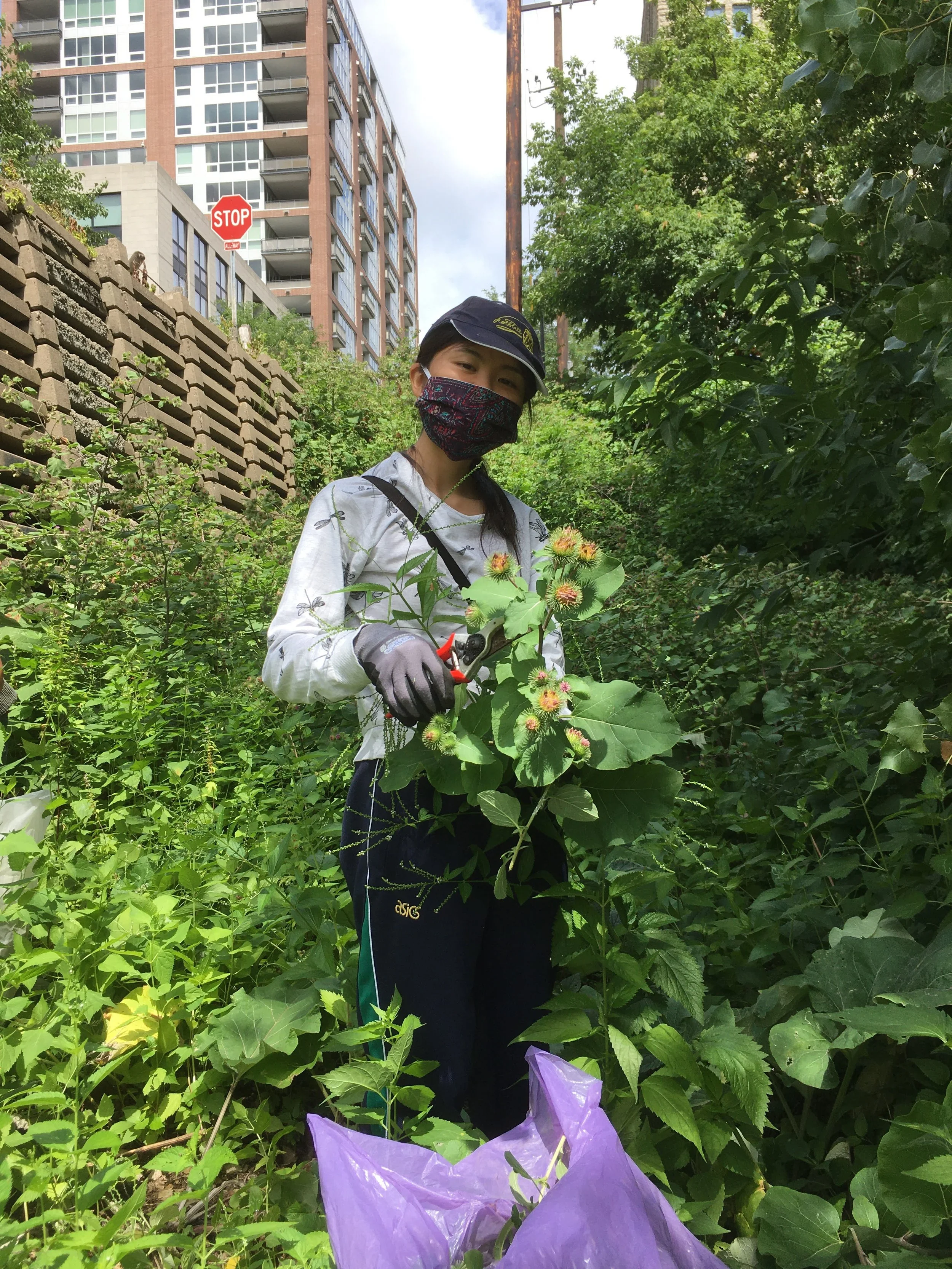 Ayaka burdock 200726.jpg