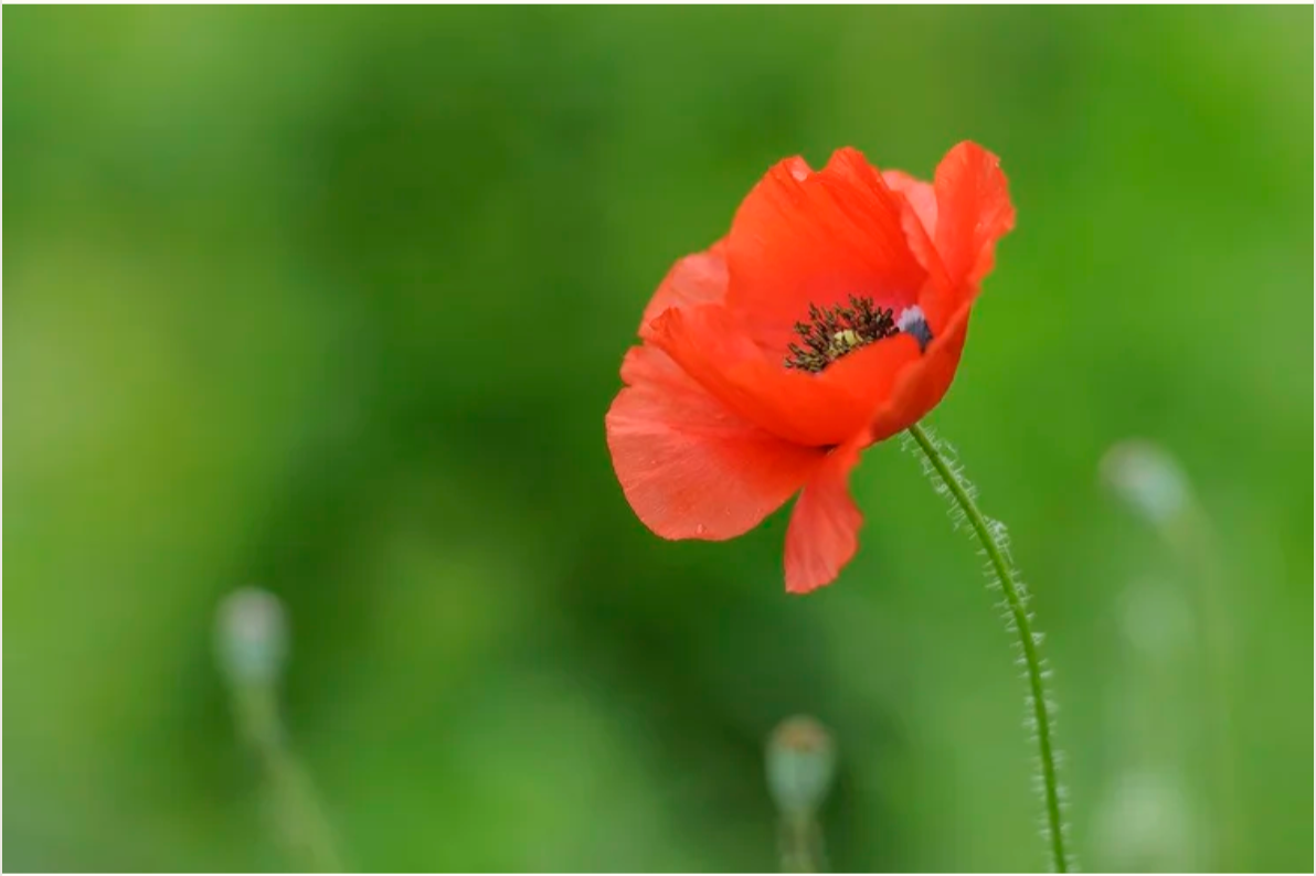 The Palestine Movement is Entering a New Phase&nbsp;