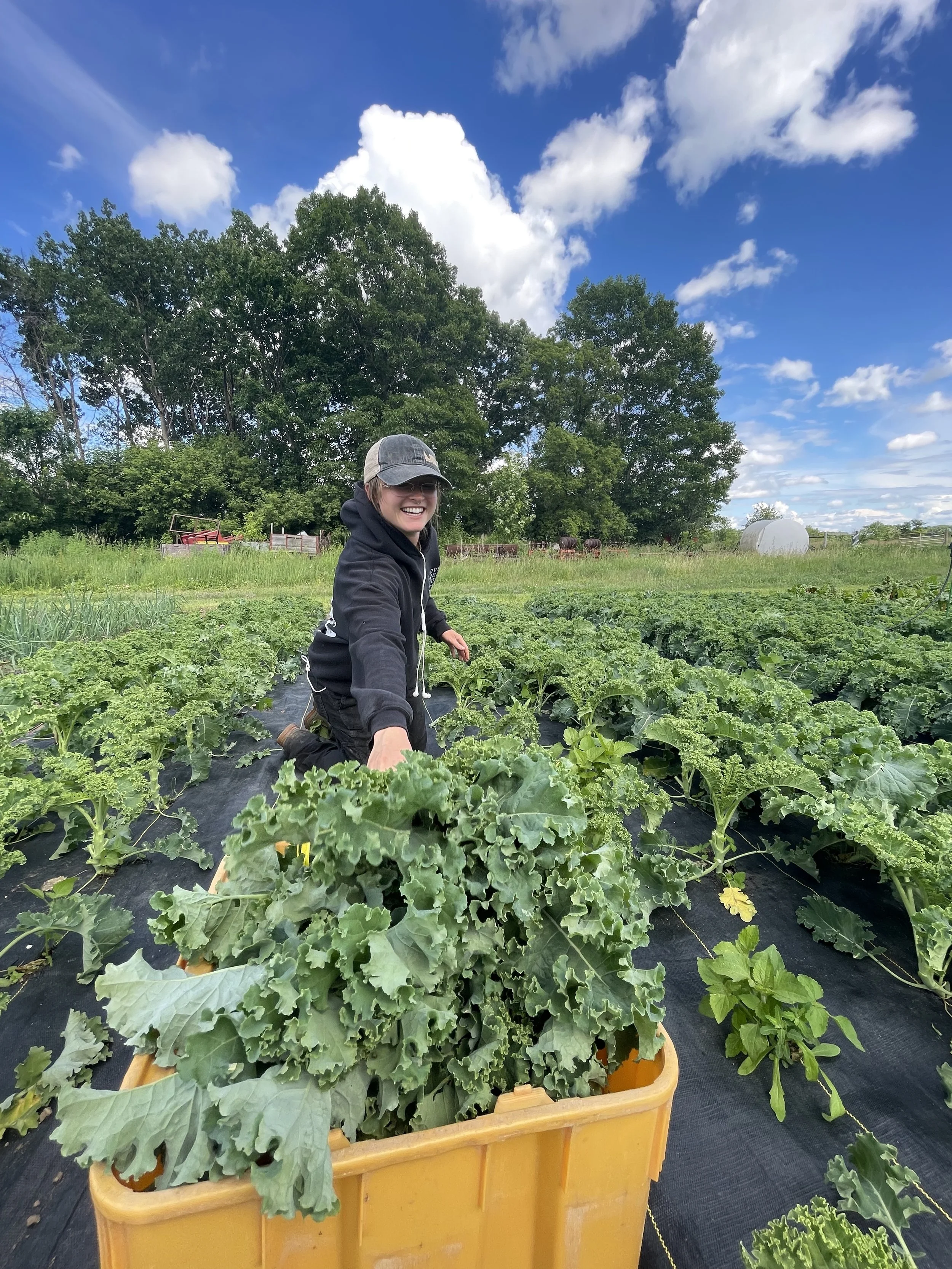 Turnip Rock Farm kale harvest