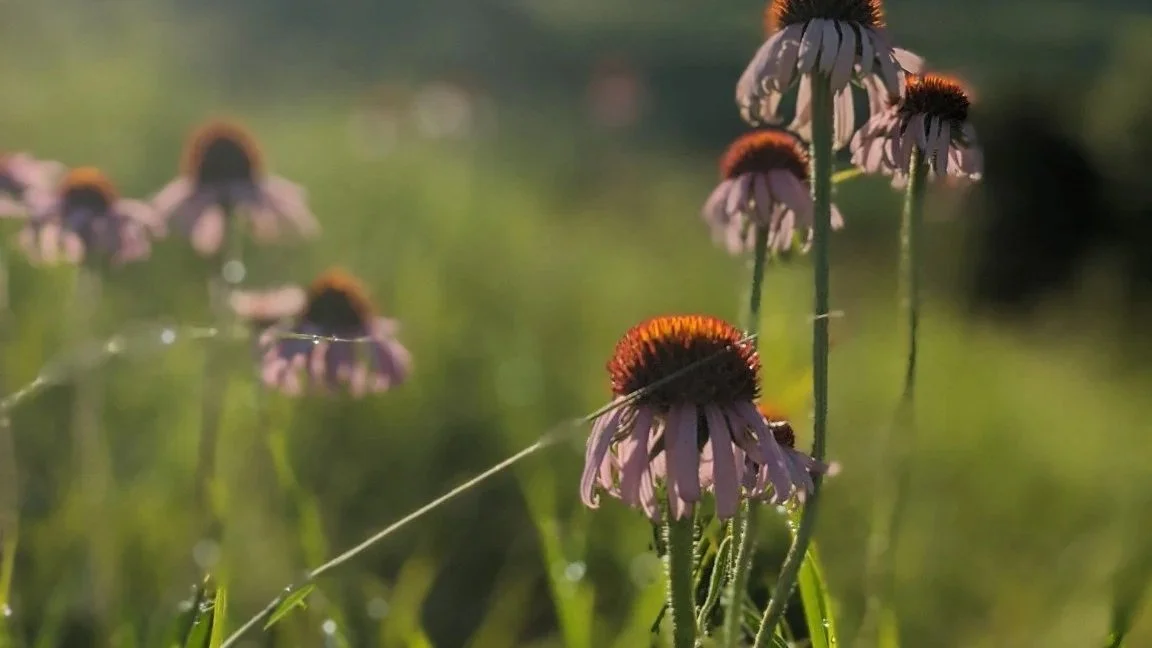Wild coneflowers glowing in warm sunlight.
