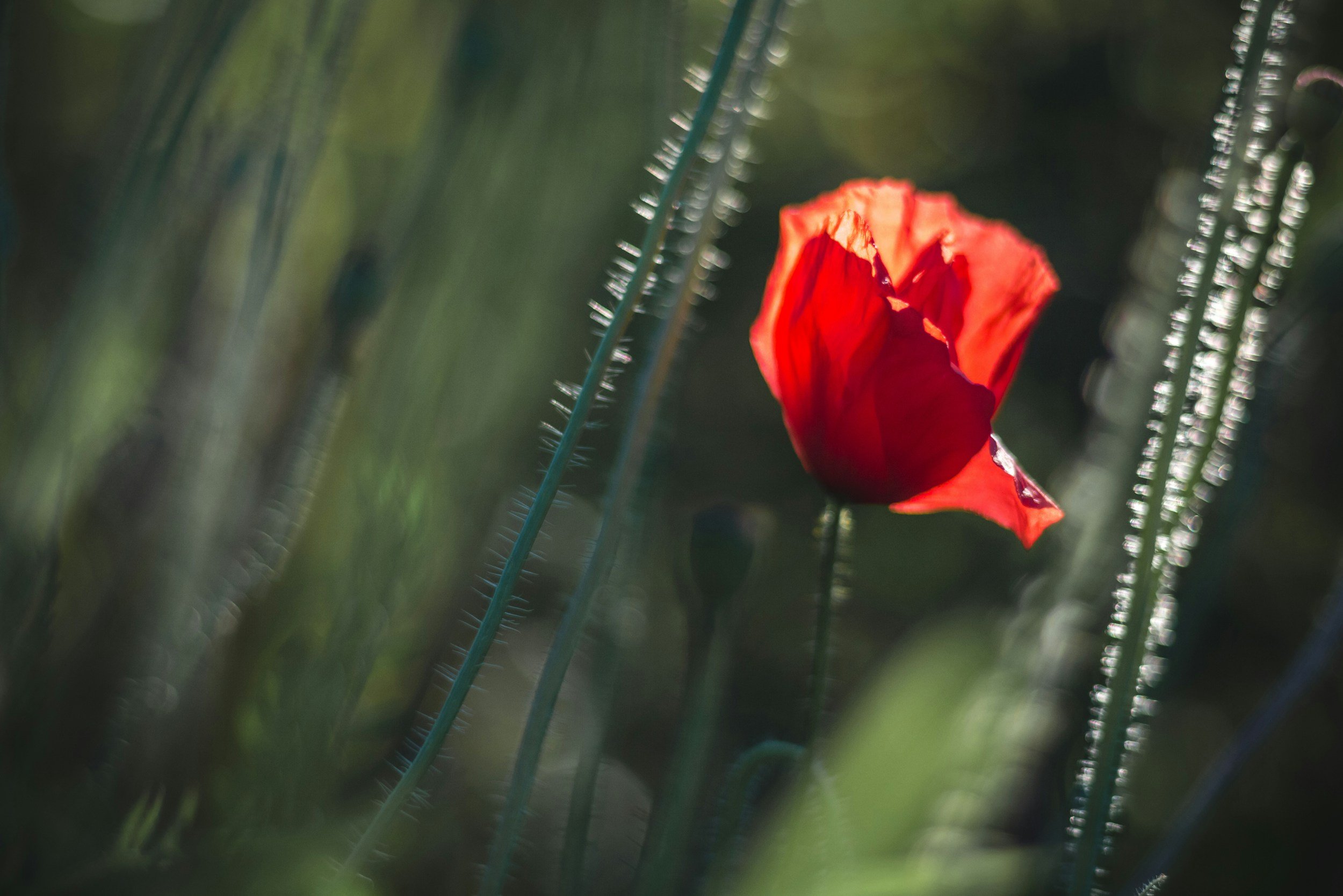 HARMONY, SILENCE AND THE TALL POPPY PROBLEM