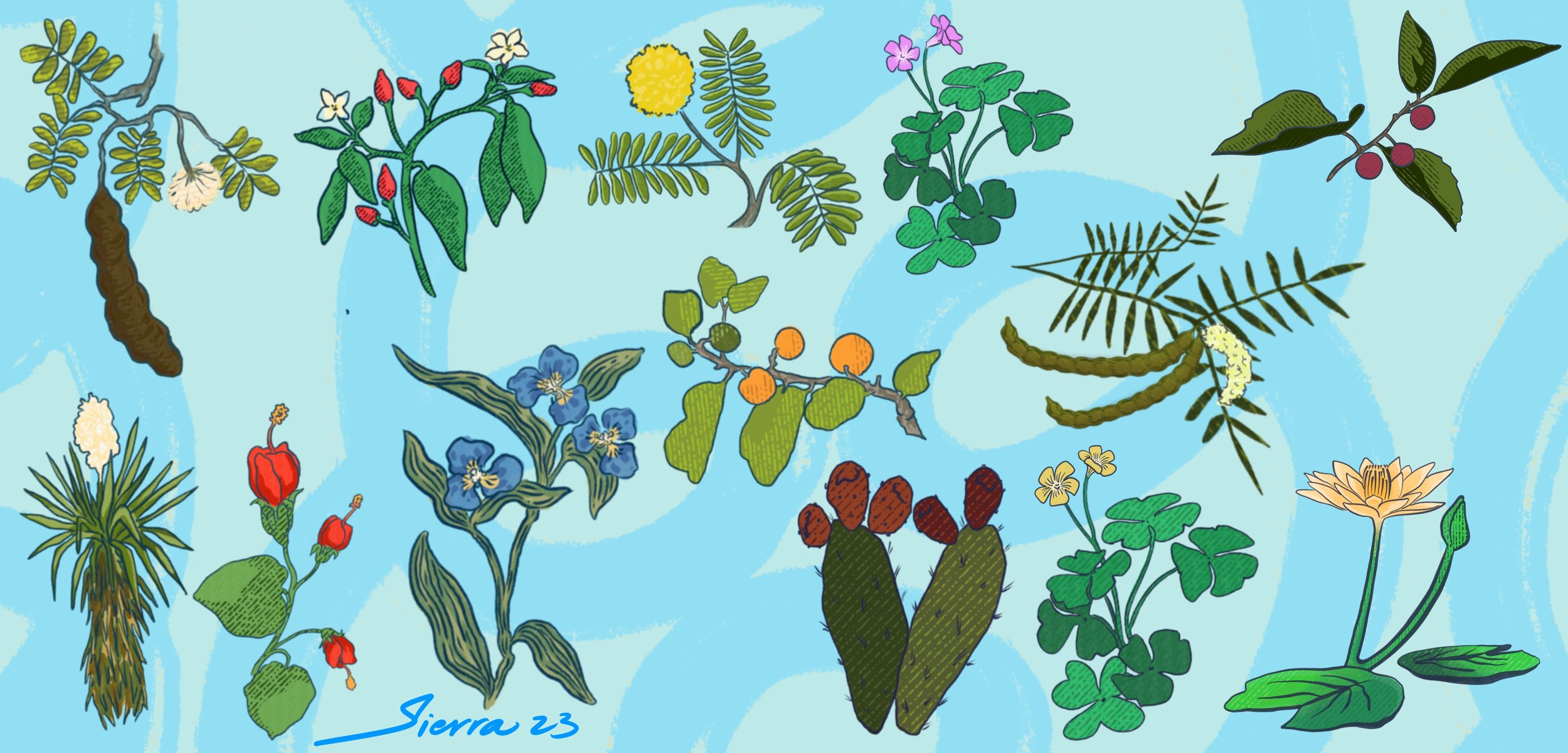 Plant Illustration for Roots Break Walls zine
