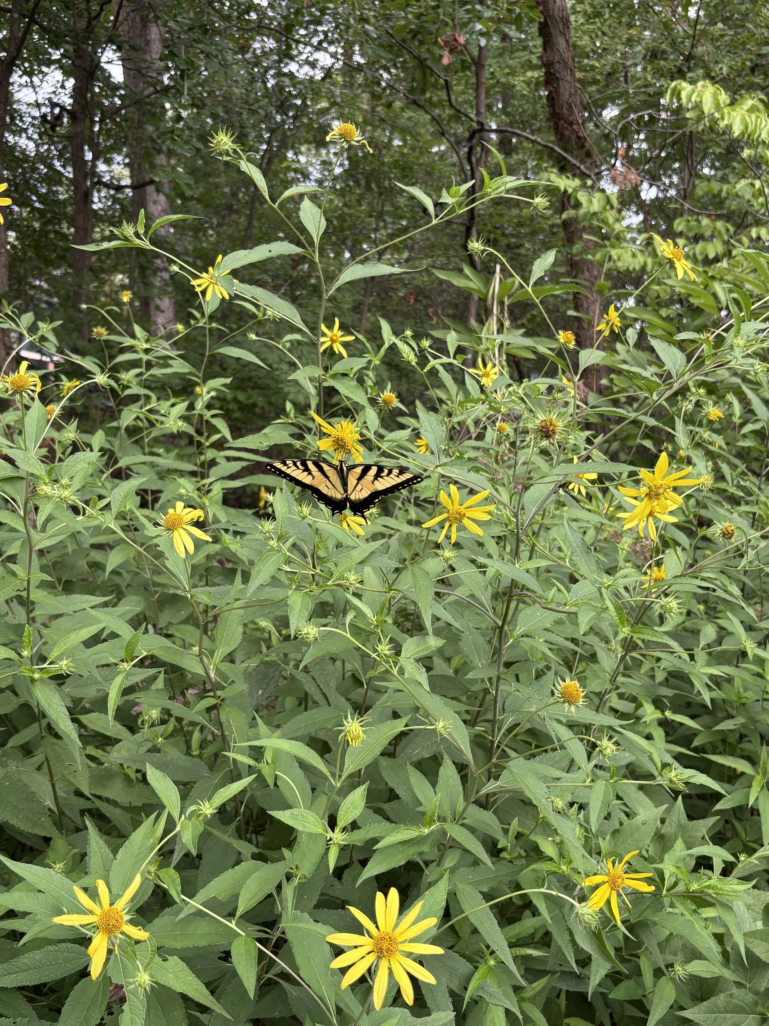 butterfly.jpeg