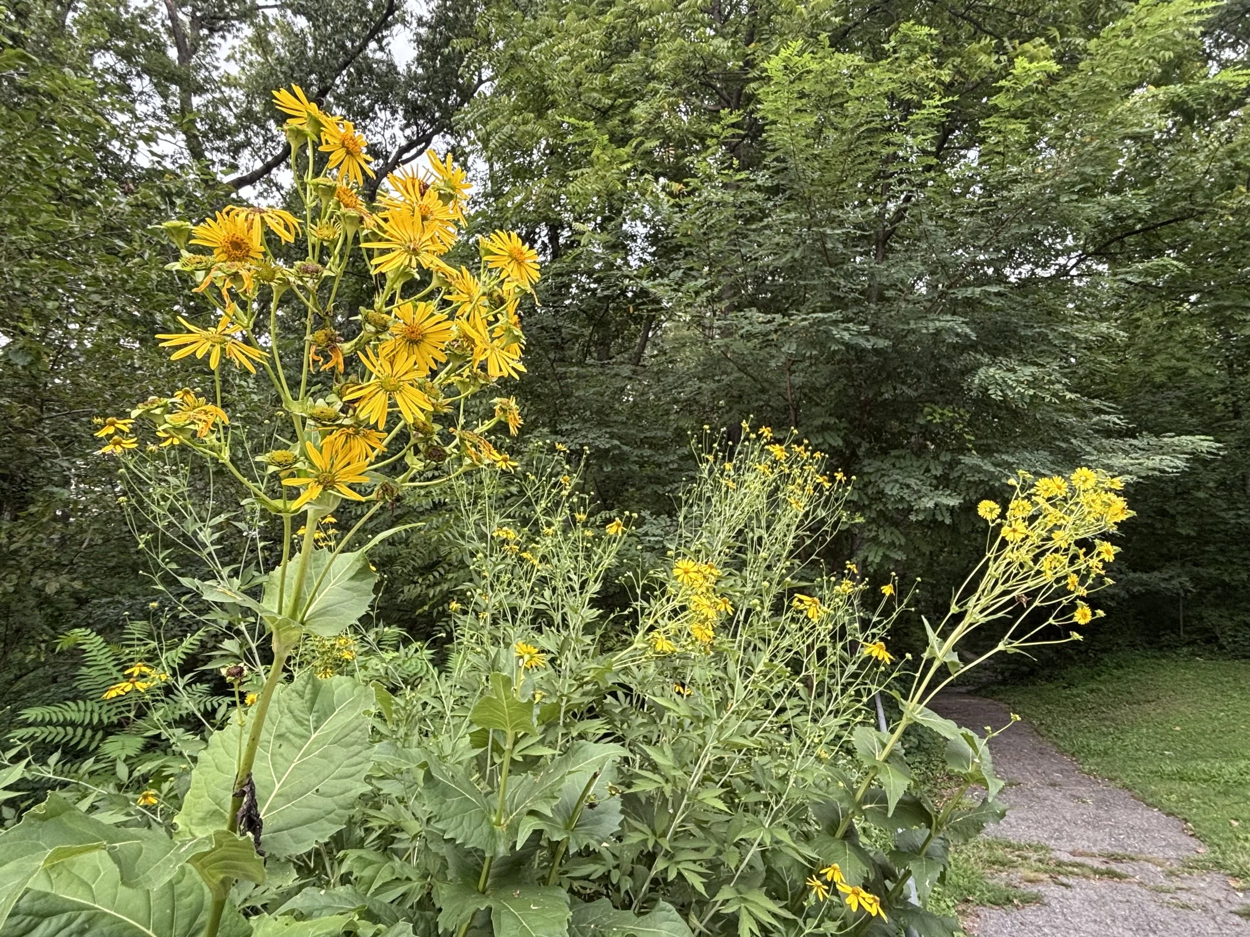 yellow.jpeg
