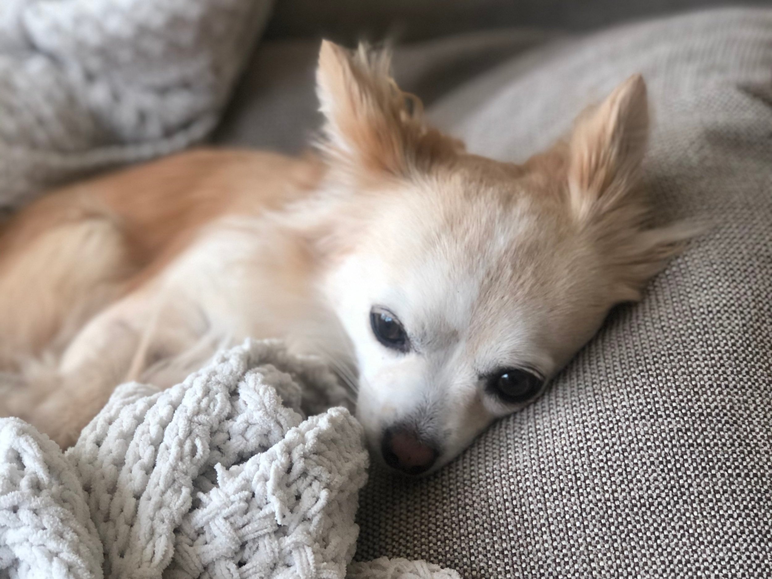 My other dog Honey
