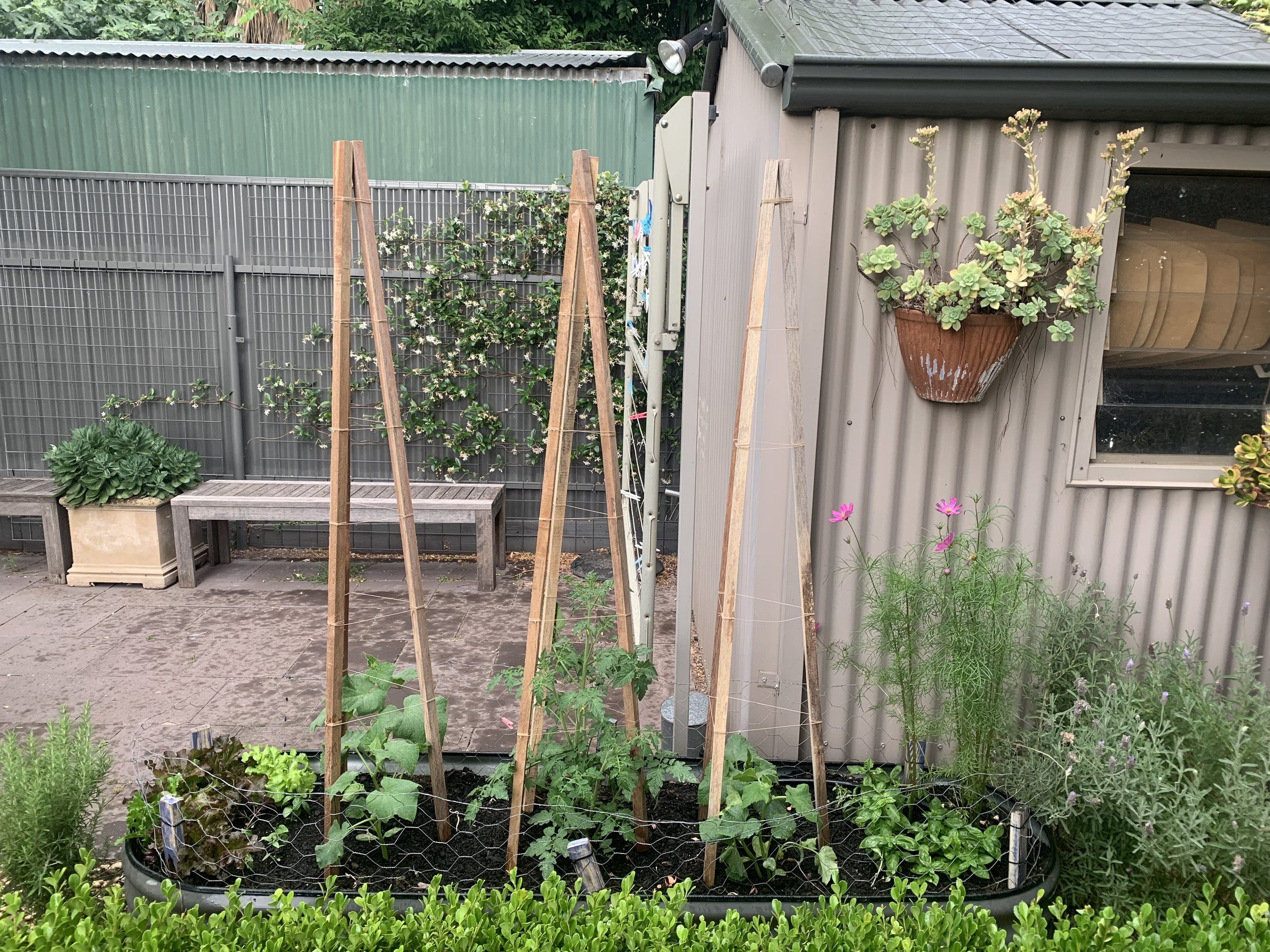 My veggie garden
