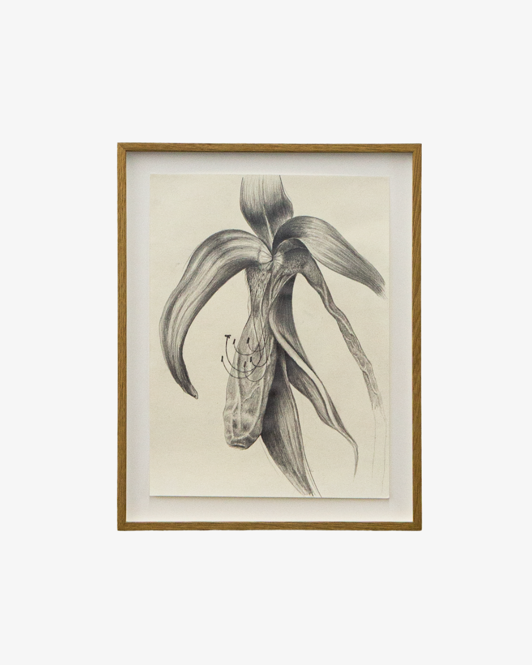 Roberto Barbosa 
Lily Azteca, 2022 
Pencil on paper  
26.5 x 34 x 2.5 cm 
10.43 x 13.38 x 0.98 in. 