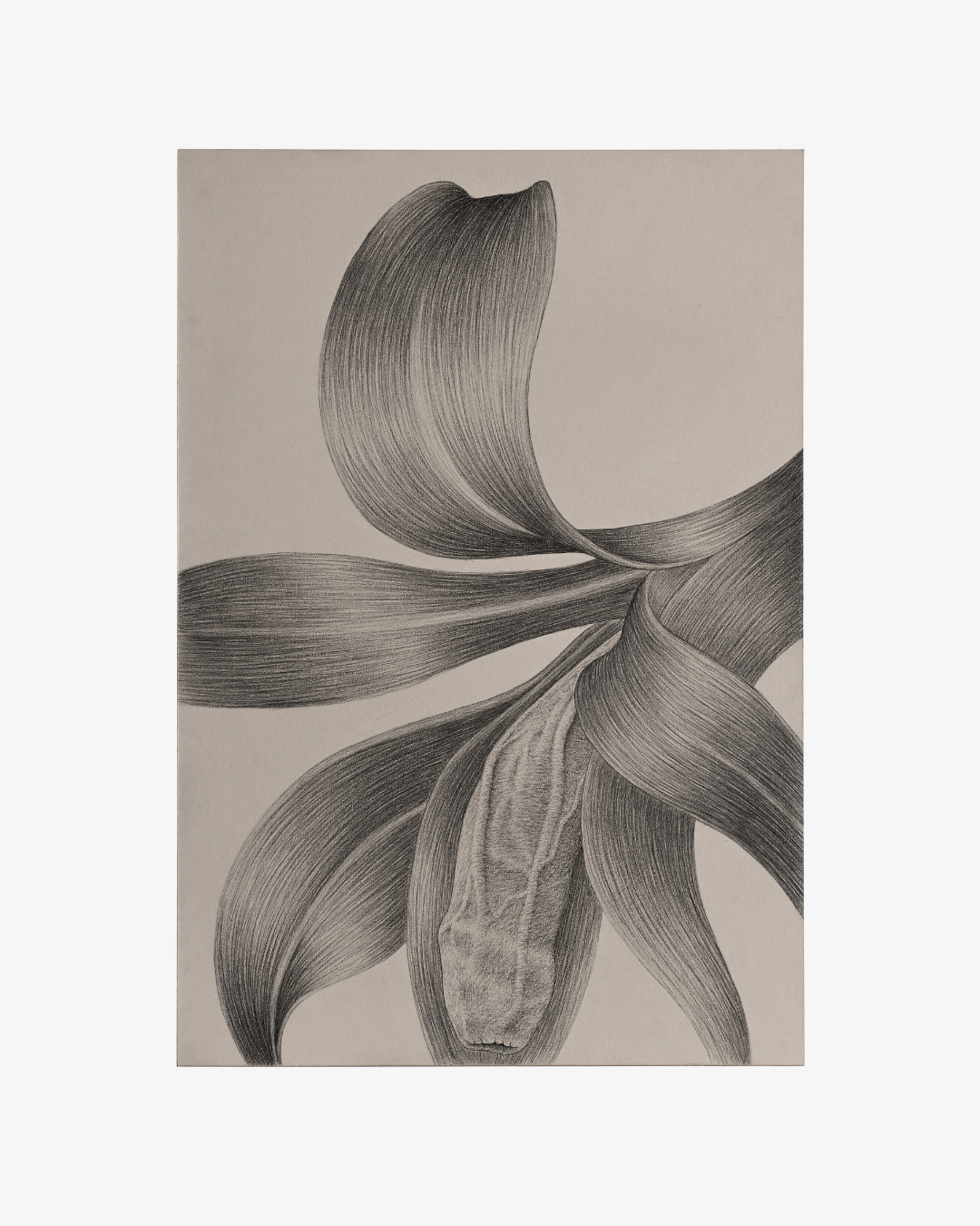 Roberto Barbosa 
Lily de Noviembre, 2025 
Charcoal on paper 
48 x 33 cm 
18.9 x 13 in. 