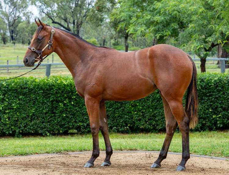 Bay filly standing alert for a conformation photo with brown head collar and lead dangling out of shot, there is a neatly manicured hedge in the background