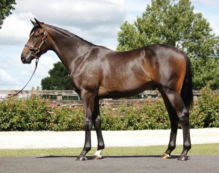 Brown horse with one white sock standing alert with ears pricked for a conformation photo wearing a brown head collar