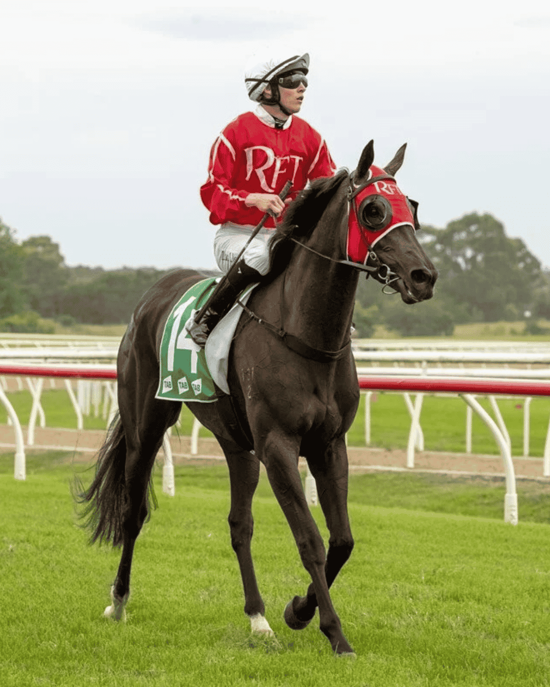 Photo of a brown mare trotting on a racetrack with red blinkers and red and white colours