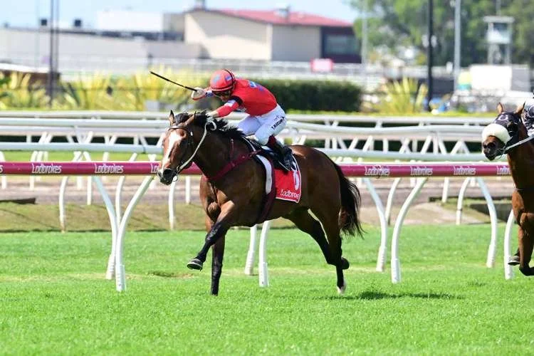 Racehorse stretched out galloping with white blaze and jockey in red and blue silks with a black armband