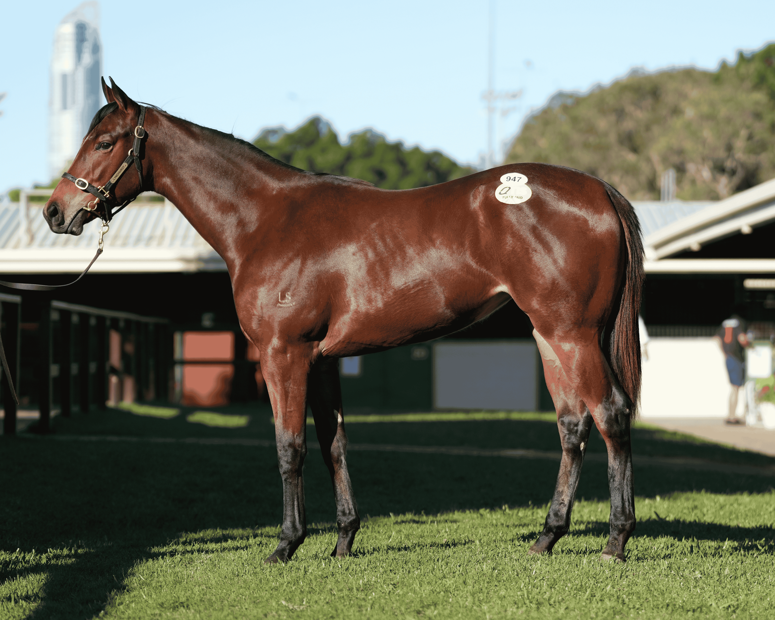 Bay horse standing alert for a confirmation photo