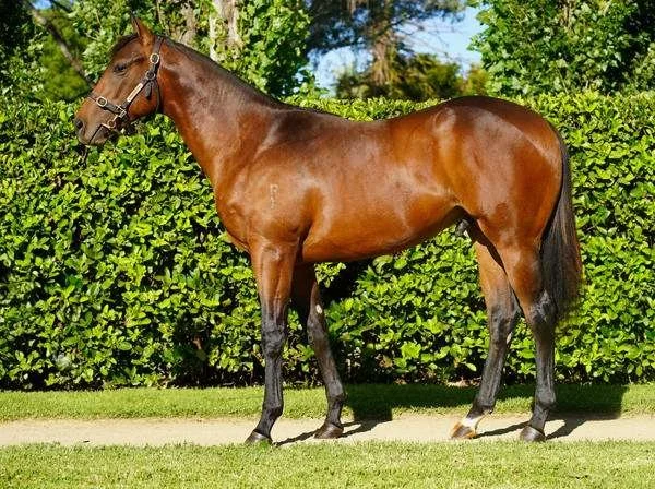 Conformation shot of a brown horse standing alert with black halter and ears pricked, there is a neatly manicured hedge in the background