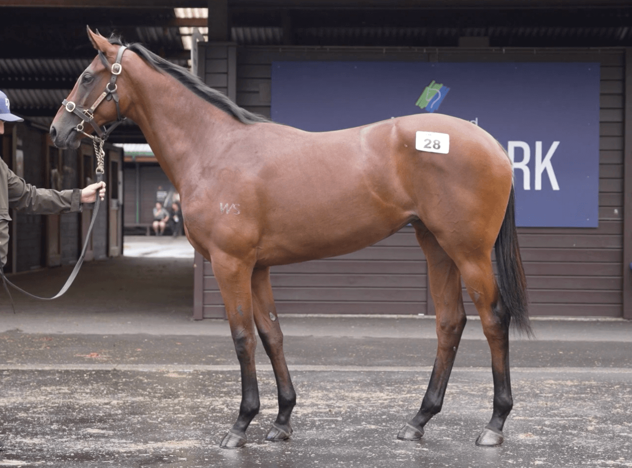 Bay horse standing alert for a conformation photo