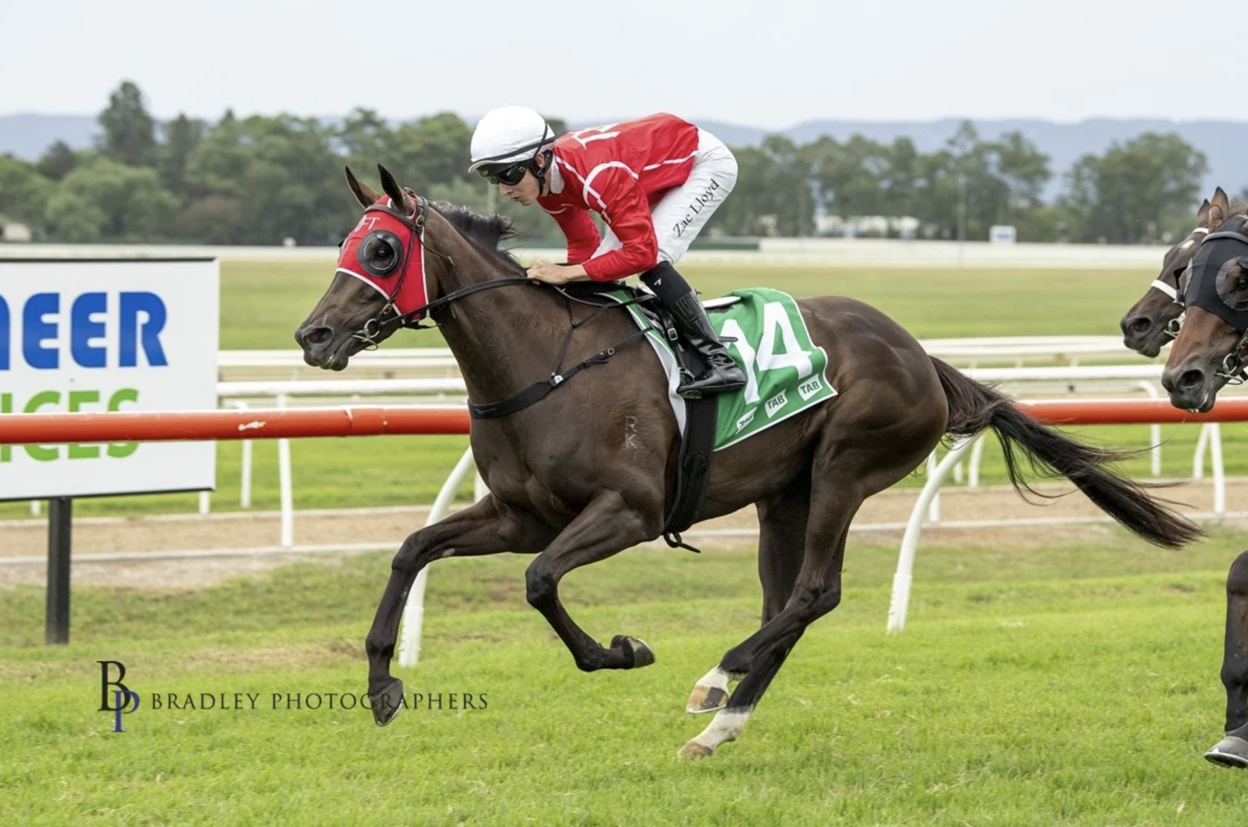 Brown horse racing with red blinkers, ears pricked and jockey wearing white and red silks