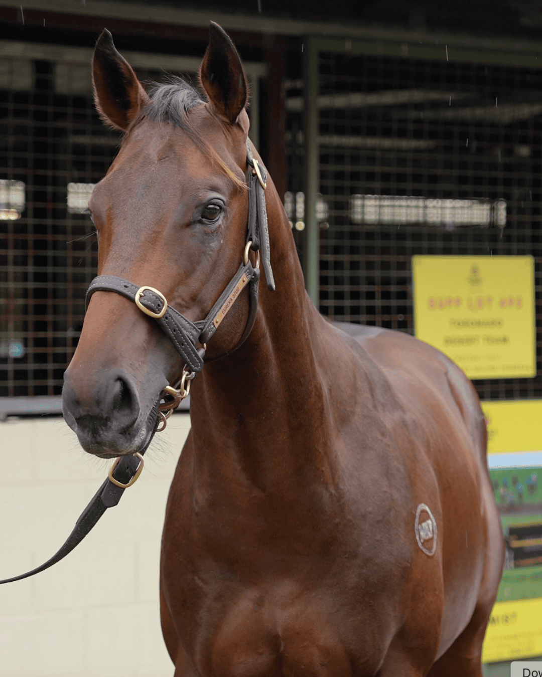 Headshot of a horse standing slightly front on with ears pricked