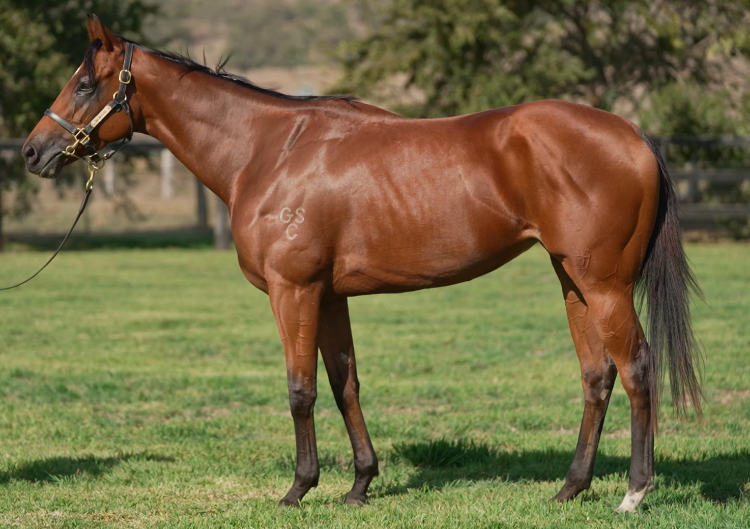 Bay thoroughbred racehorse standing alert for a confirmation photo with black halter