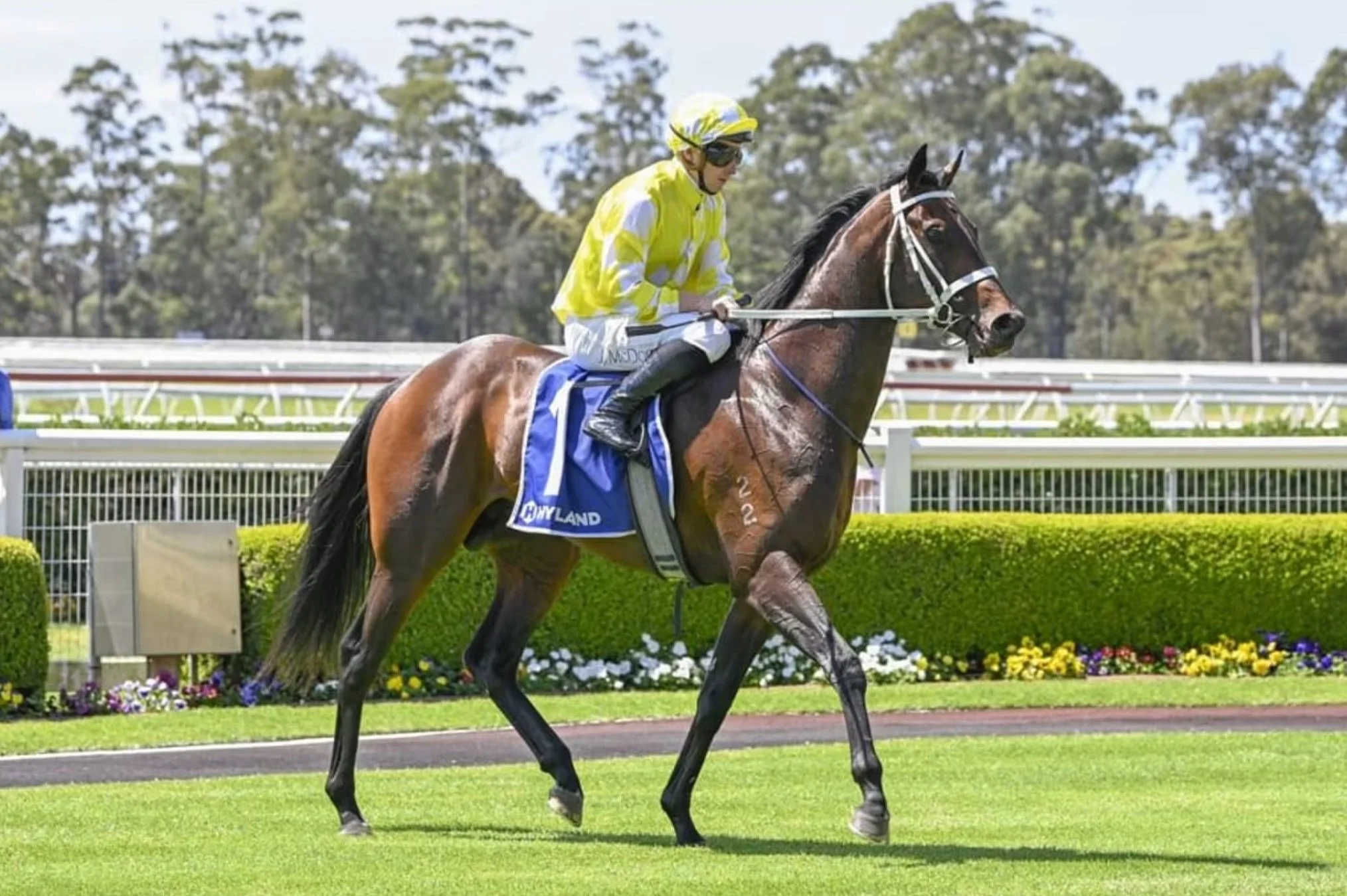 Brown racehorse returning to scale after winning with a jockey in yellow silks