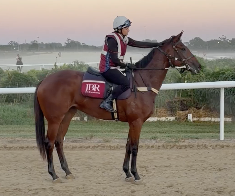 Bay horse standing alert with a rider on its back wearing maroon and a maroon and navy saddle pad