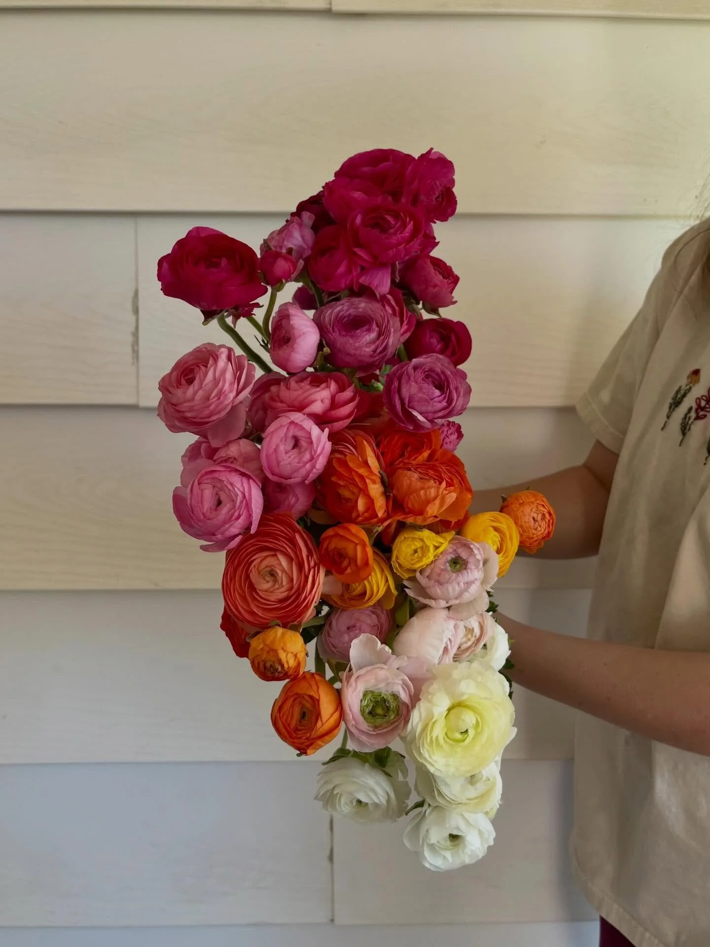 I&rsquo;ll be honest.. I didn&rsquo;t really want to pick these.

Isn&rsquo;t that crazy? I mean look how beautiful. Ranunculus are some of my favorite flowers I grow and they&rsquo;re only here for a short time so why wouldn&rsquo;t I want to? I gue
