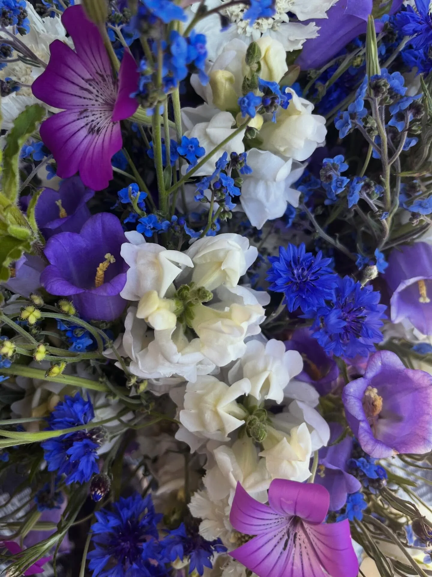 You&rsquo;re not going to find these colors any other time of year!

The blues this time of year are stunning! As a person who isn&rsquo;t naturally attracted to pinks 😬, this is personally my favorite time of year for these palettes. You can find t