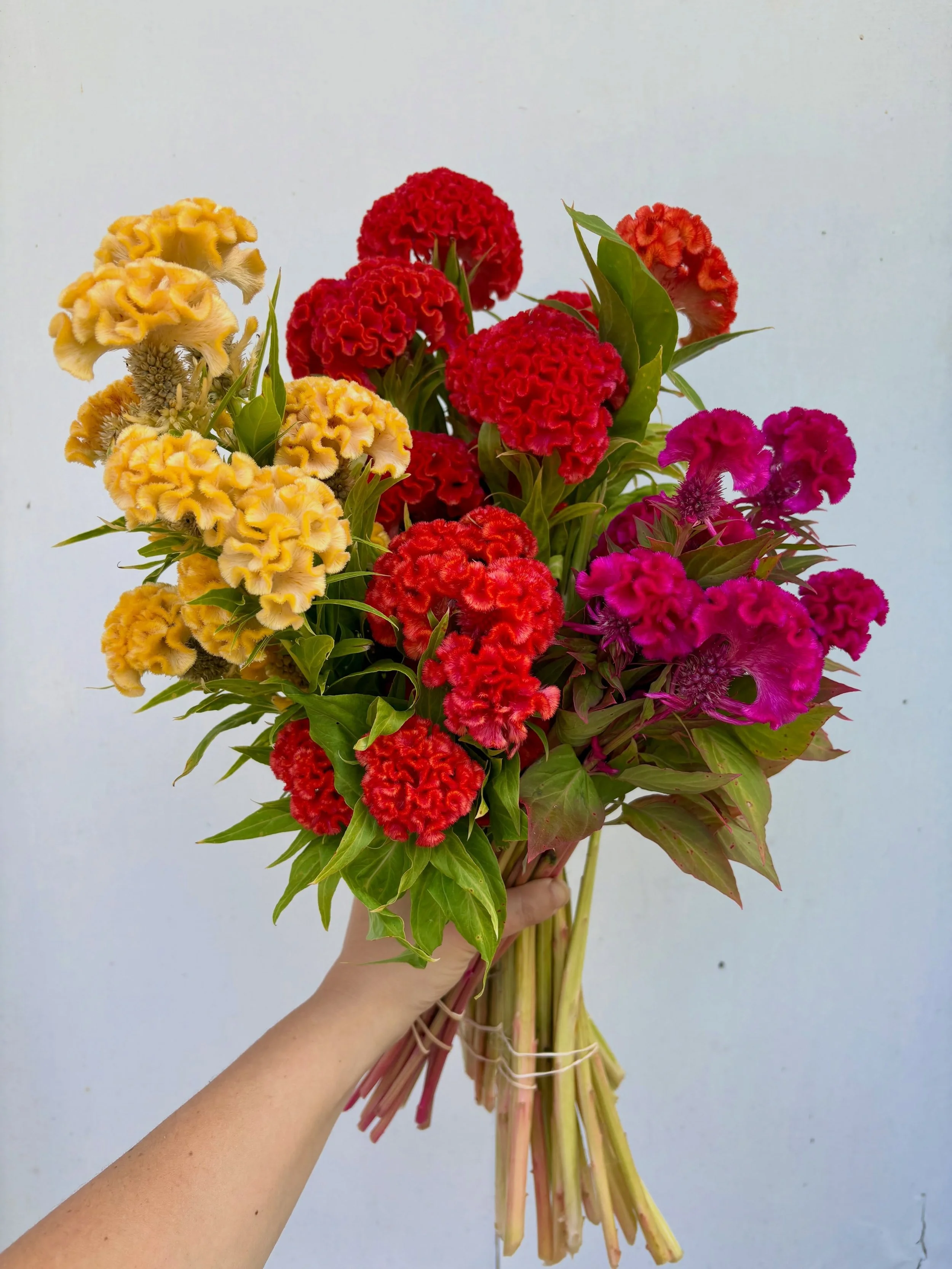 Give someone you know a FREE spot for them and a friend at my next Blooms with Britt class 🌸

As you&rsquo;ve seen, we have a scheduled Blooms with Britt flowering arranging class at Beldrvere Station on Saturday, the 26th. Thank you to those alread