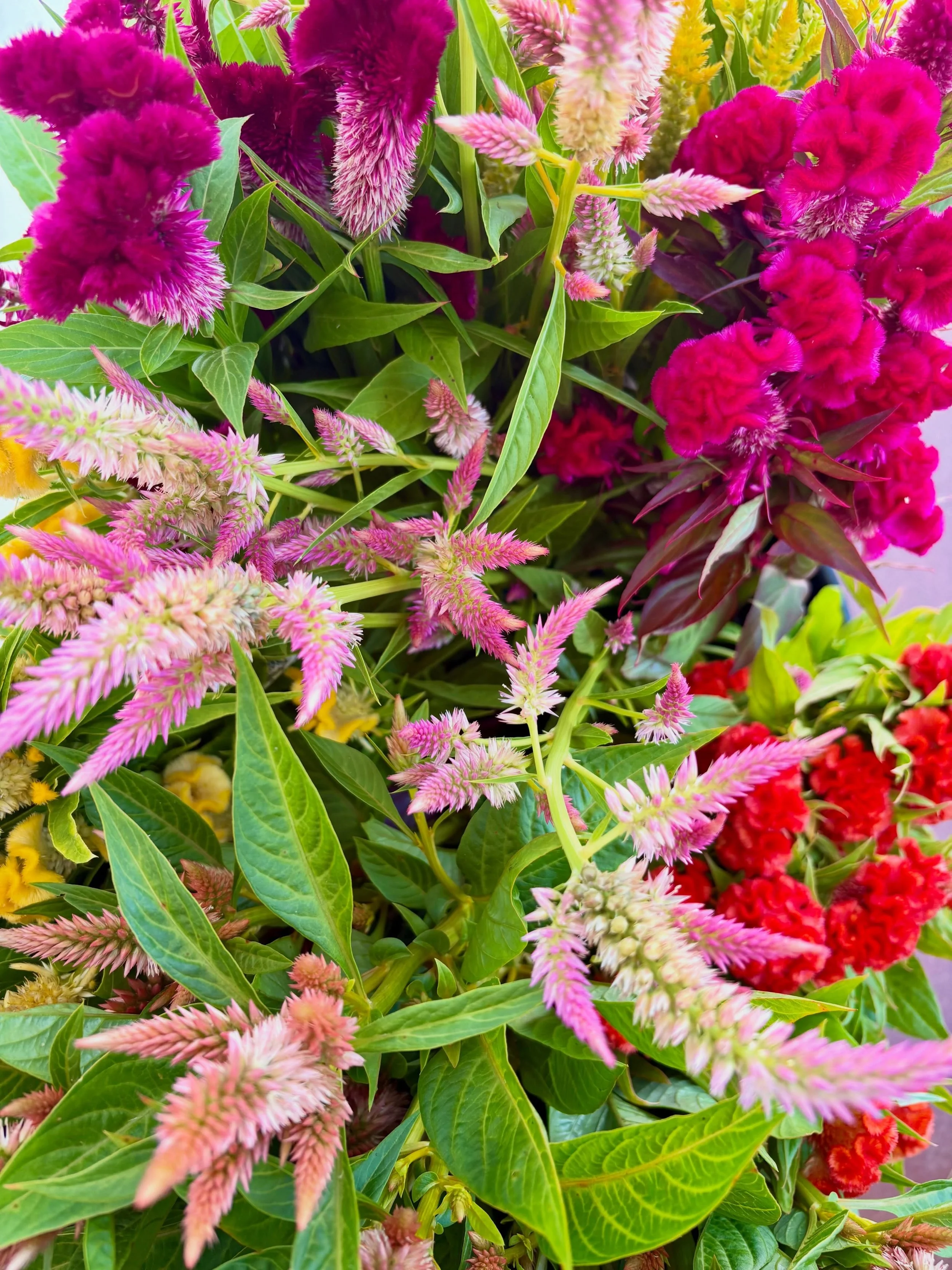 It&rsquo;s celosia season around here 🙂&zwj;&harr;️

Picked this bucket for @jos_florist_catering today and I couldn&rsquo;t help but take a few pictures of alllll the colors! This bucket is mainly going to a wedding this week. If you need a local f