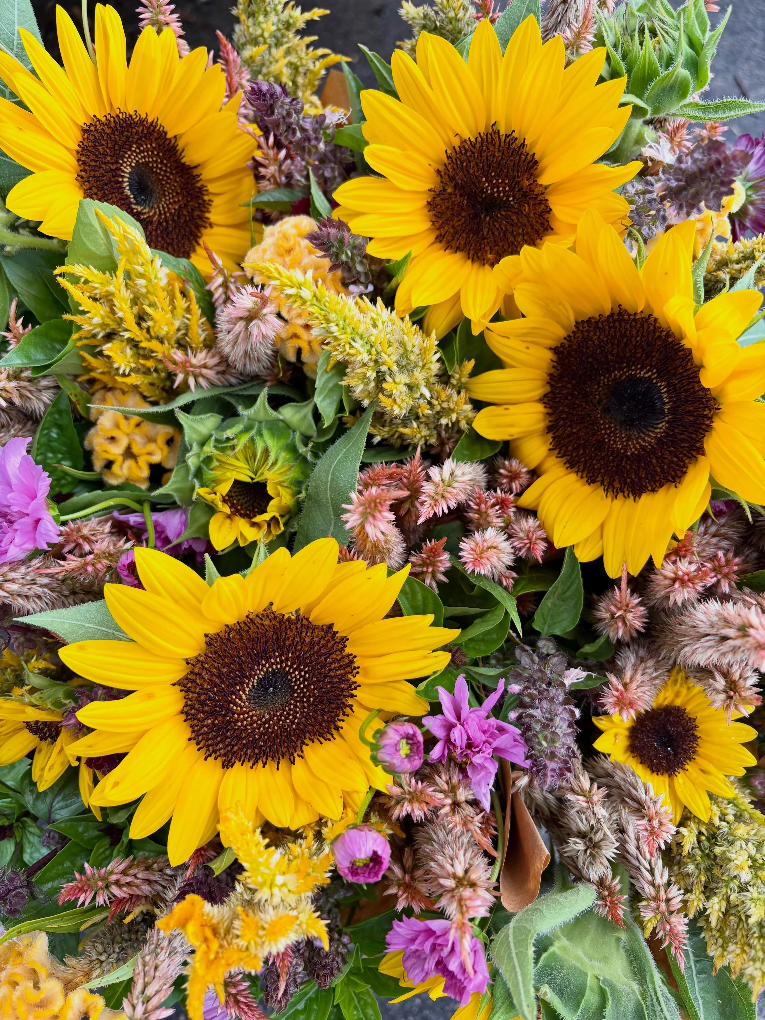 Weather getting ya down? 🌧️ 

You can get these beauties @belvederestation right now! They&rsquo;re some of my last sunflowers of the season 🥲 due to the deer annihilating my last succession crop. The deer were pretty relentless this season with th