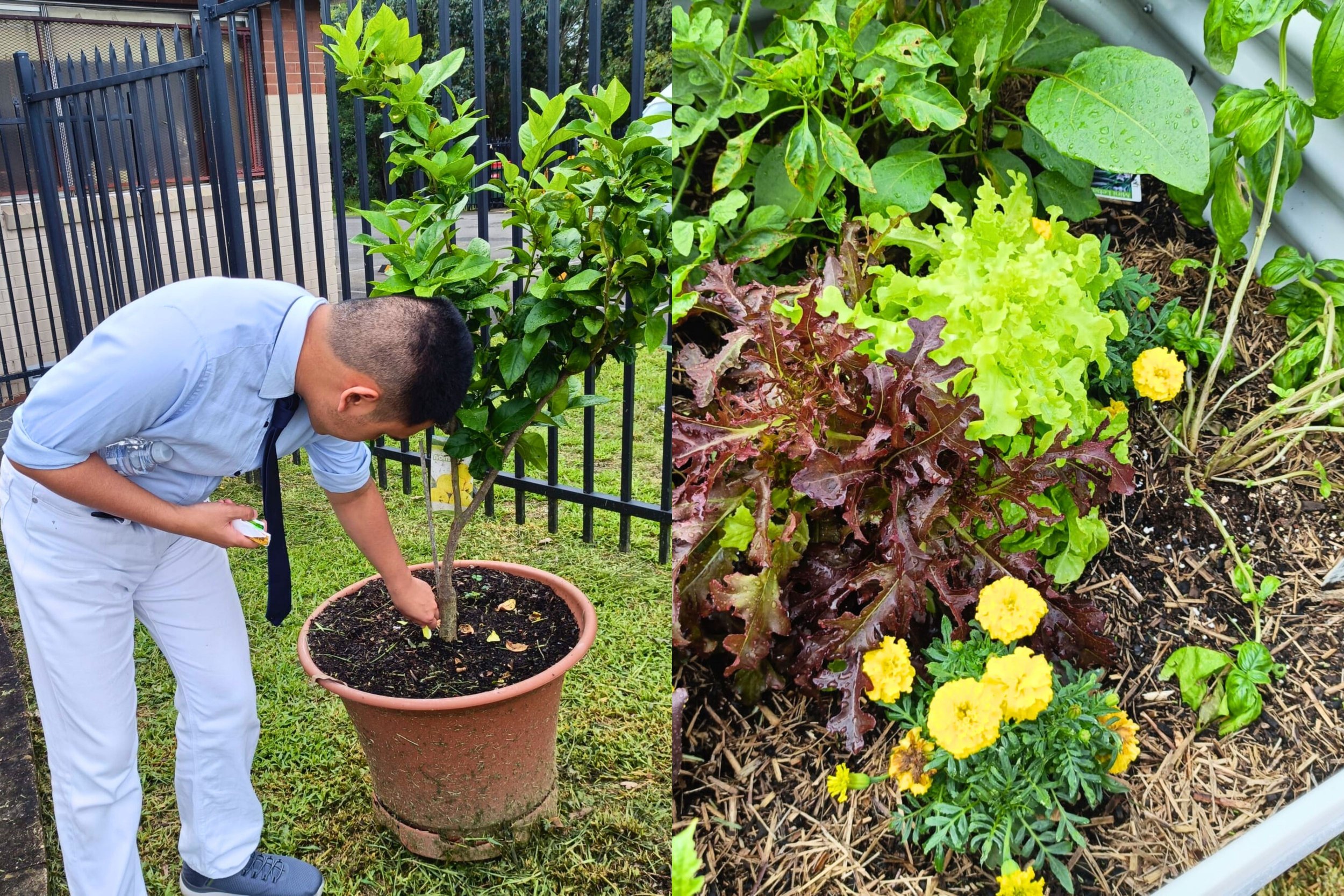 From Seed to Smile, The Beyond Fun Garden Is Growing Beautifully!