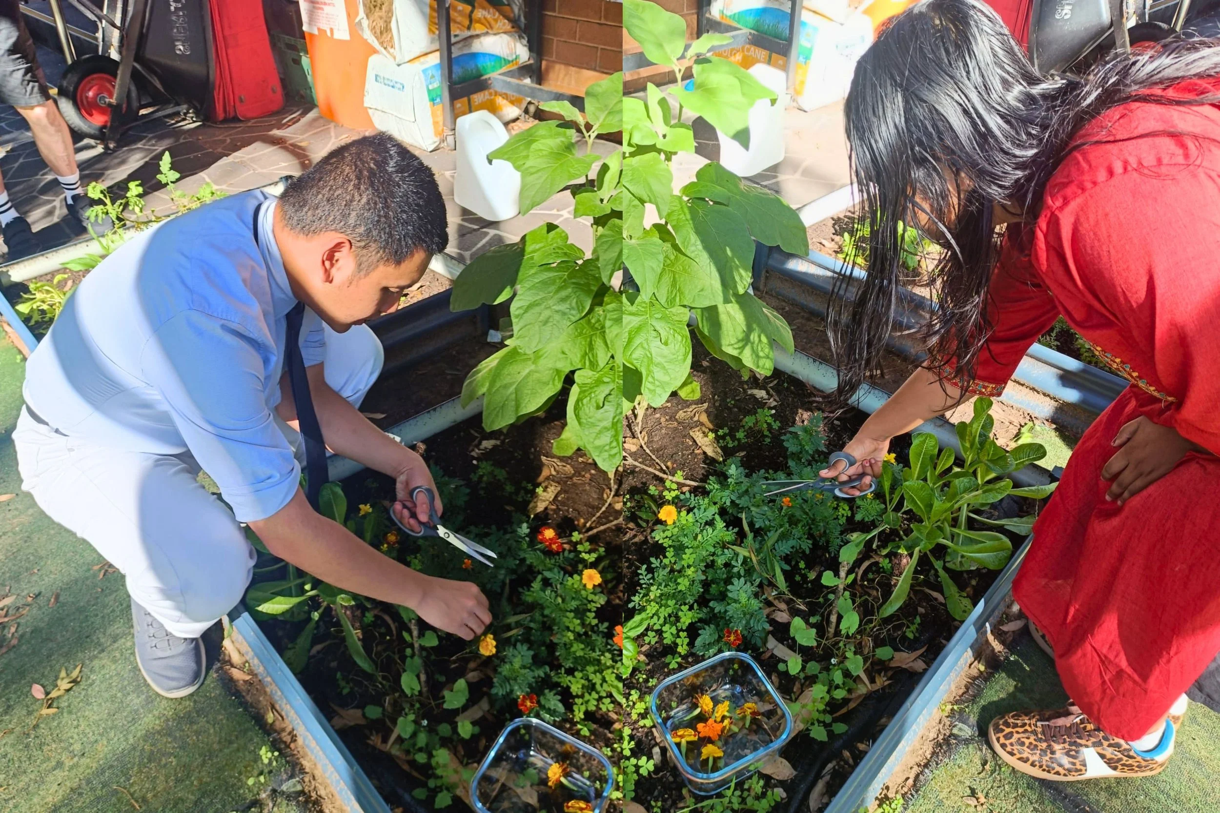 Fresh from the Garden for Tomorrow’s Cooking Fun!