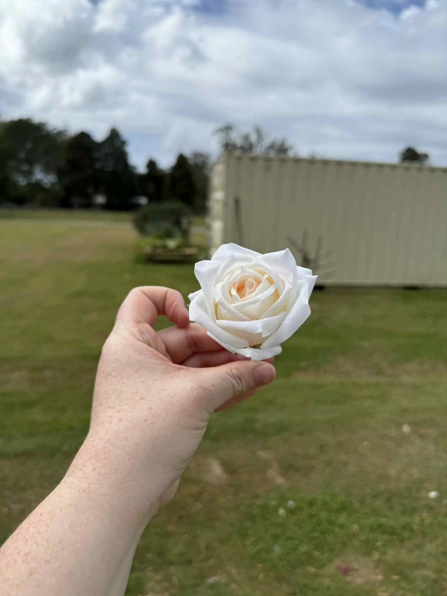 White Open Rose Buttonhole.jpg