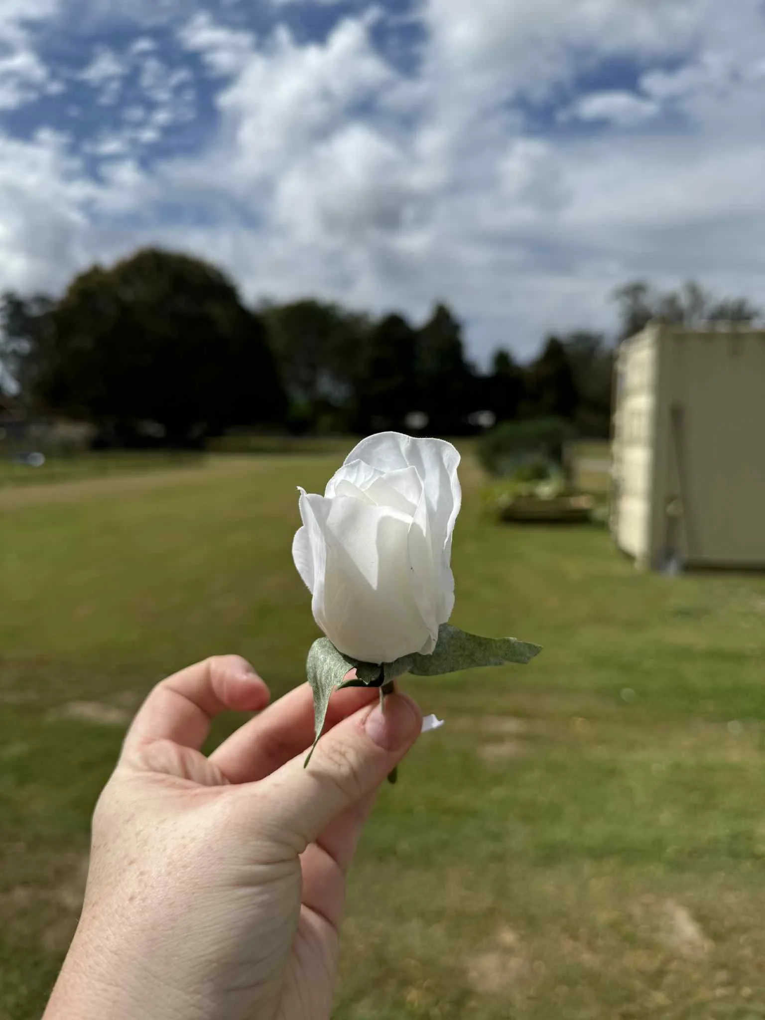White Rose Bud.jpg