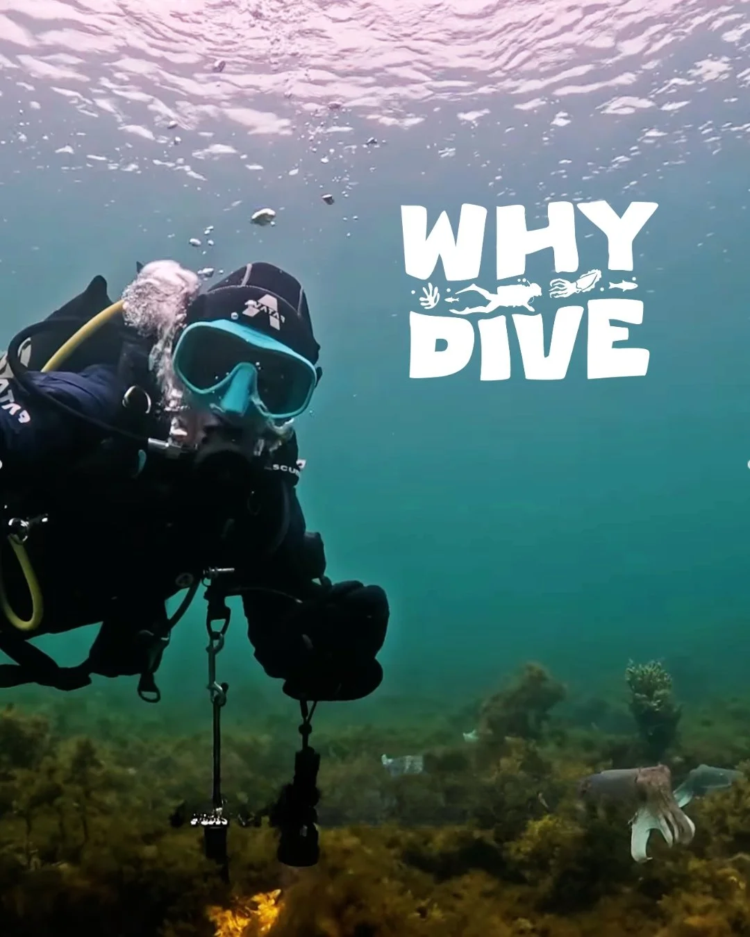POV: You&rsquo;re underwater with thousands of cuttlefish doing their thing 🐙✨ Big thanks to @emilymaydive for all her incredible snaps!  Tag us in your cuttlefish encounters to be featured next!

#WhyDive #CuttlefishEncounters #GuestReel #Underwate