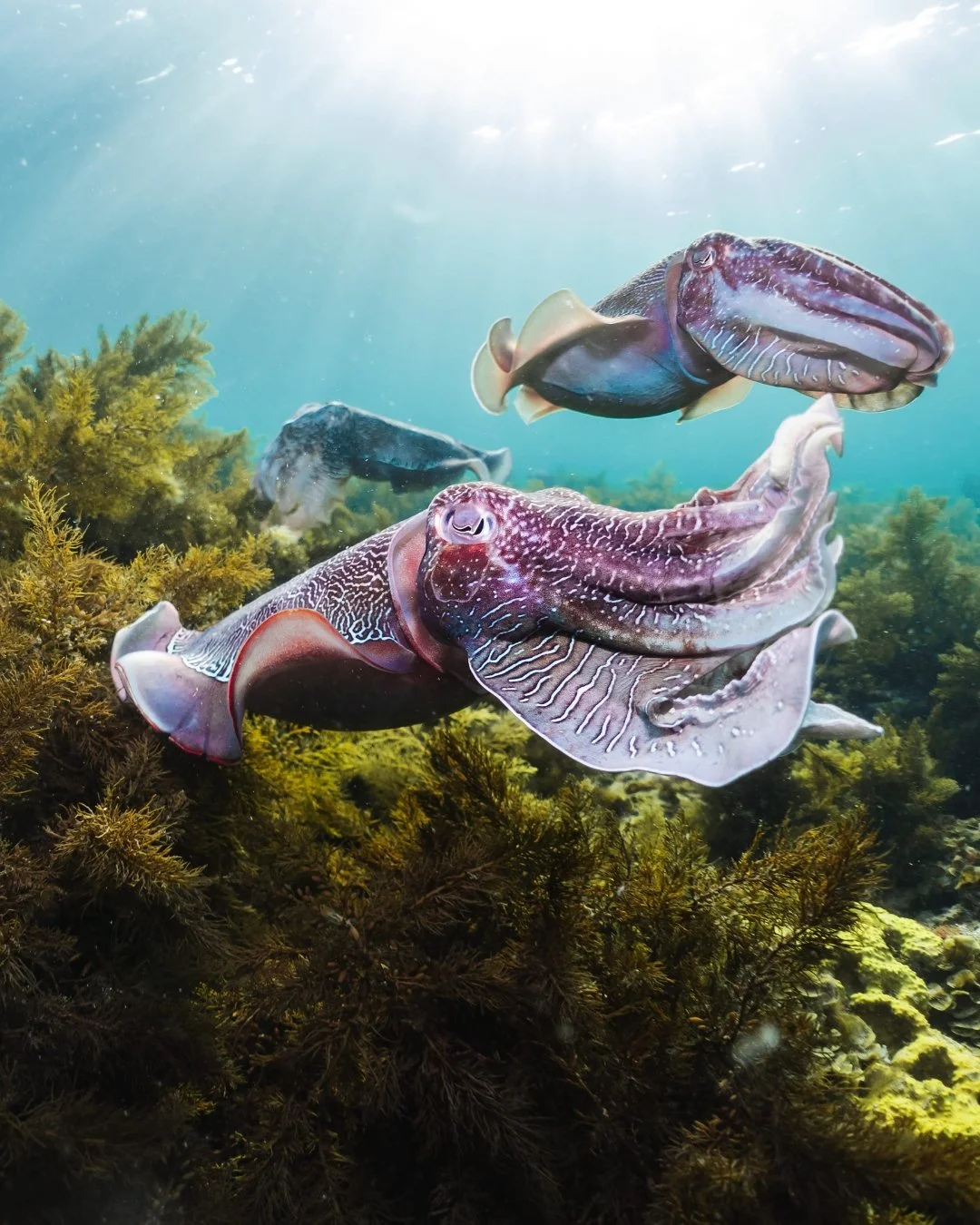 Still wondering if it was worth the trip? 🐙✨
The season may be over, but the memories  and those mind-blowing cuttlefish are still vivid in our minds.

From dramatic colour changes to wild mating displays, it was one for the books. If you missed it 
