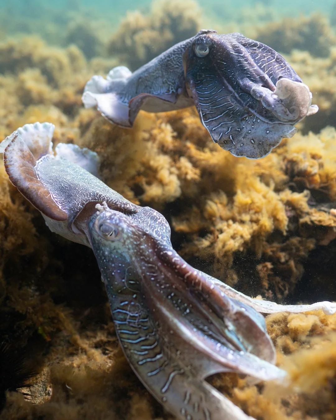 Bodyguard mode: activated. 💪This male cuttlefish is doing what he does best &mdash; fiercely guarding his chosen mate from rival suitors during breeding season.

In the wild world of cuttlefish courtship, it&rsquo;s not just about flashy displays it