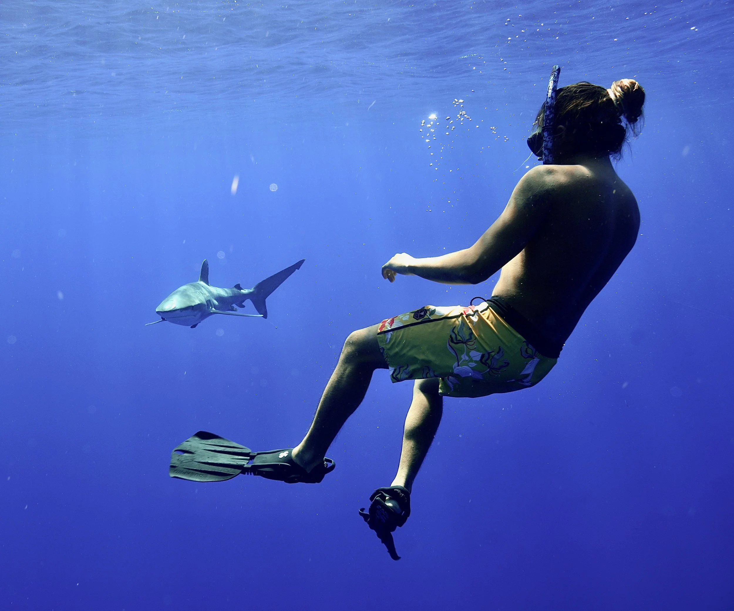 manny oceanic whitetip.JPG