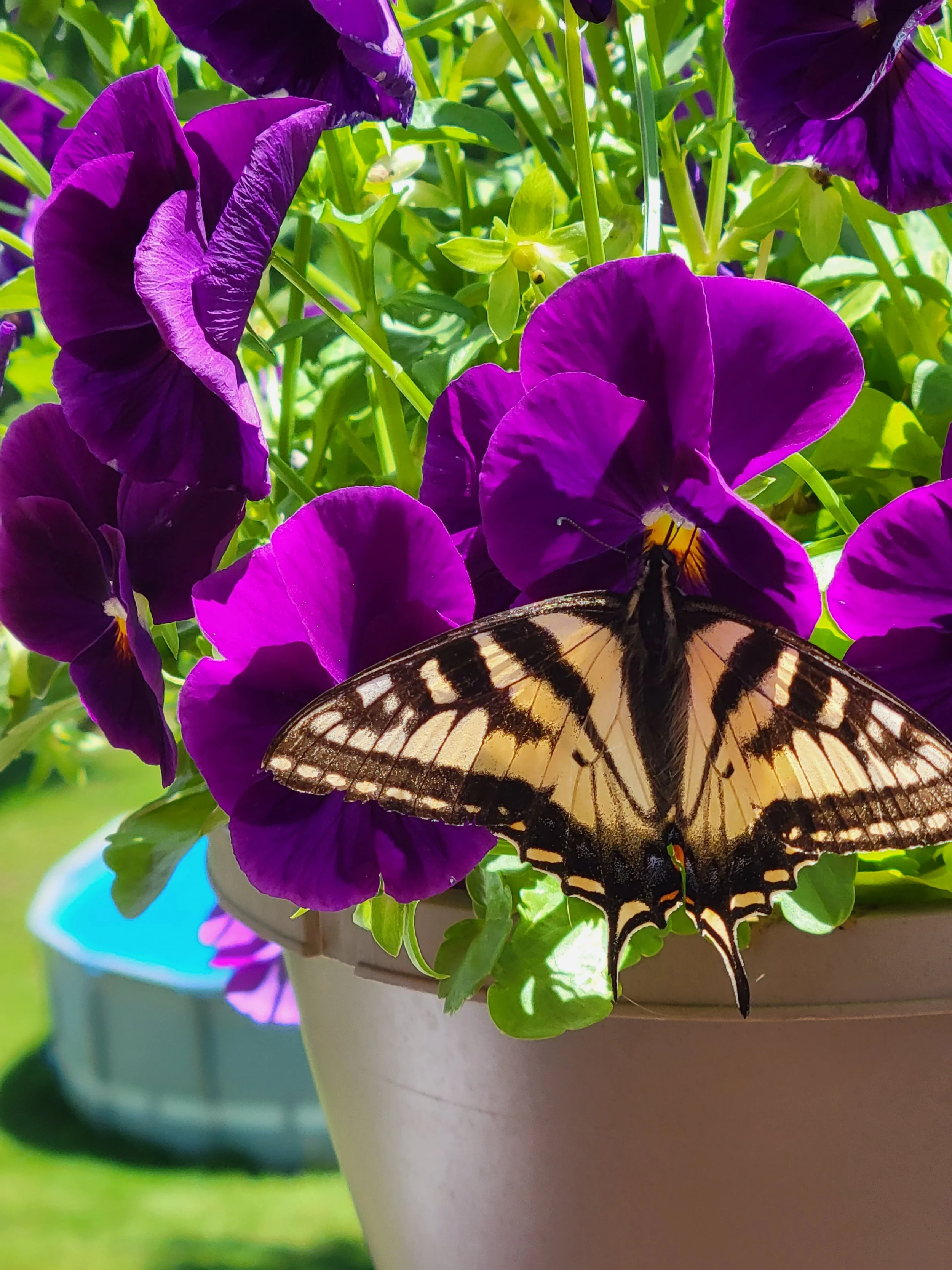 Elderberry Lavender Bliss
