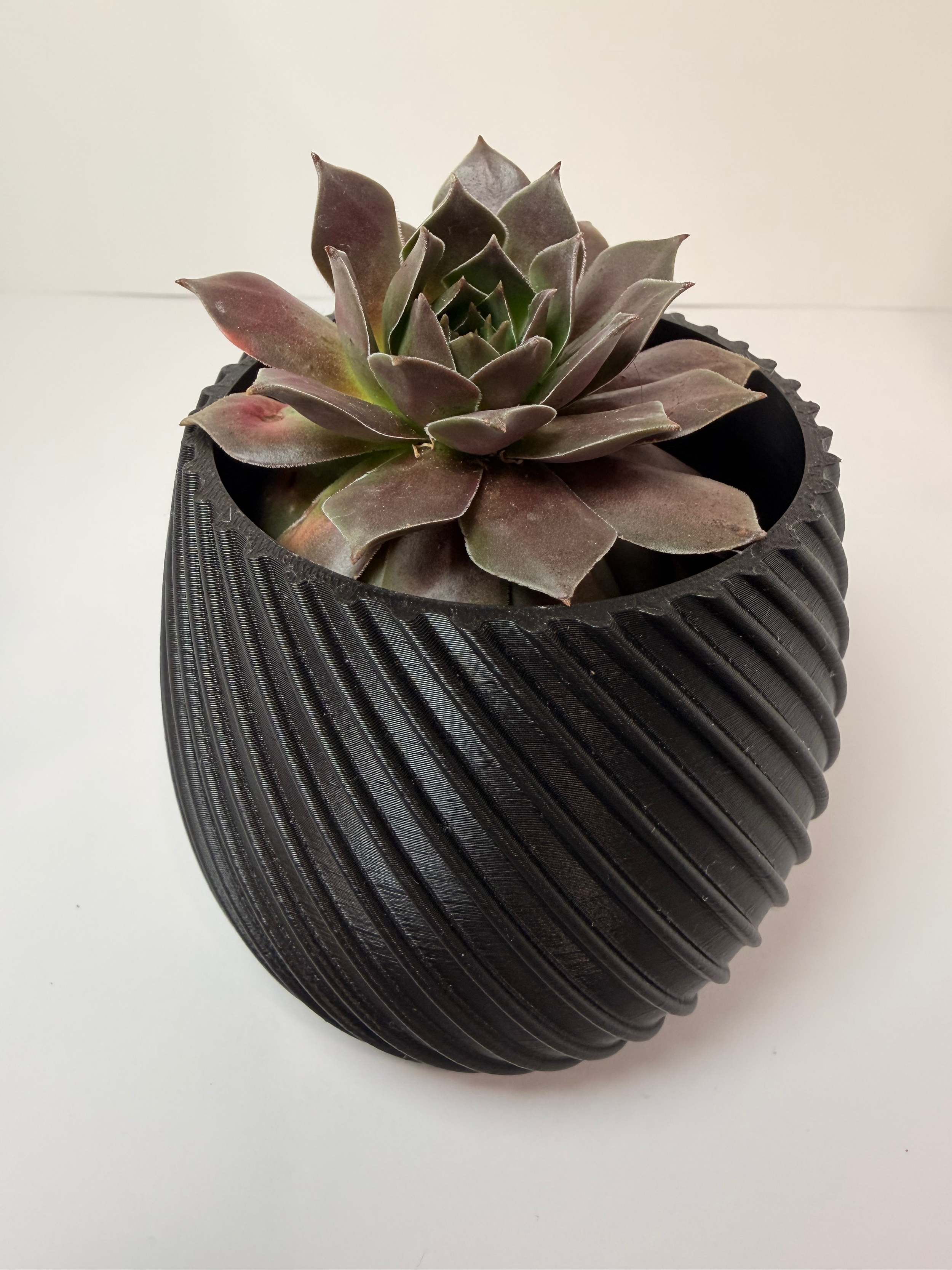 Small Round Pot - Small Succulent Included