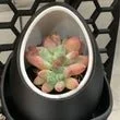 Small Nested Planter.jpeg