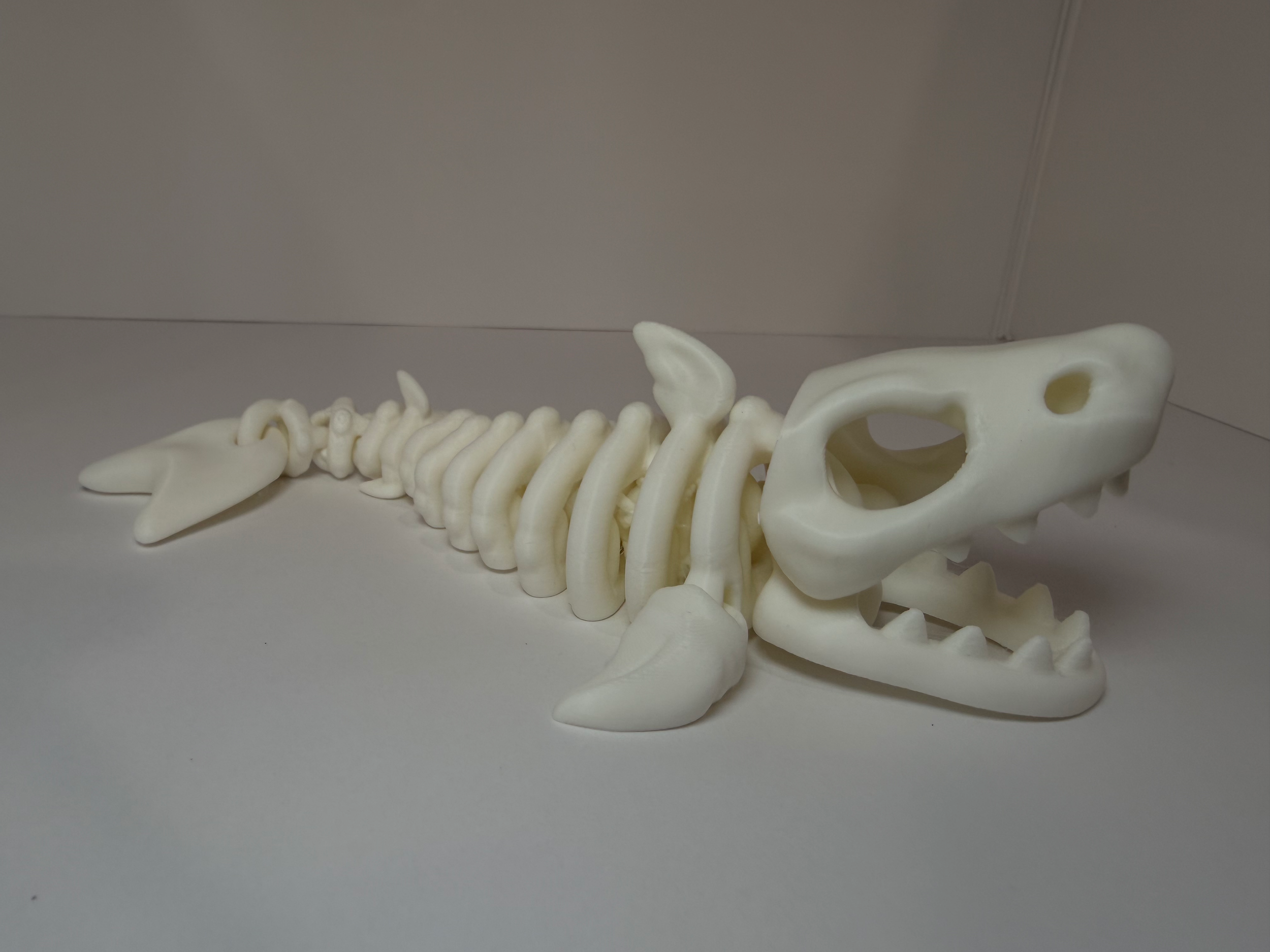 Shark Skeleton Large