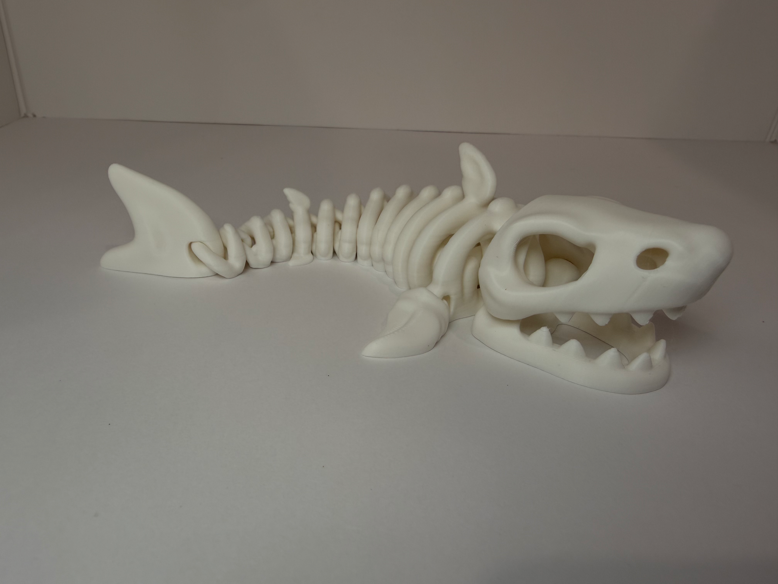 Shark Skeleton Small