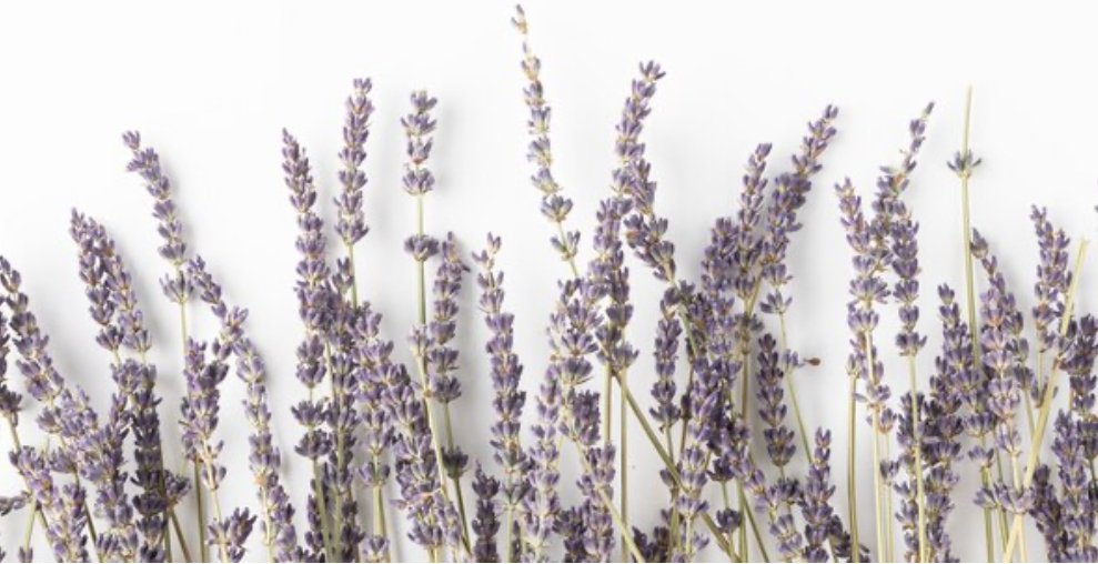 Lavender Whipped Tallow Cream